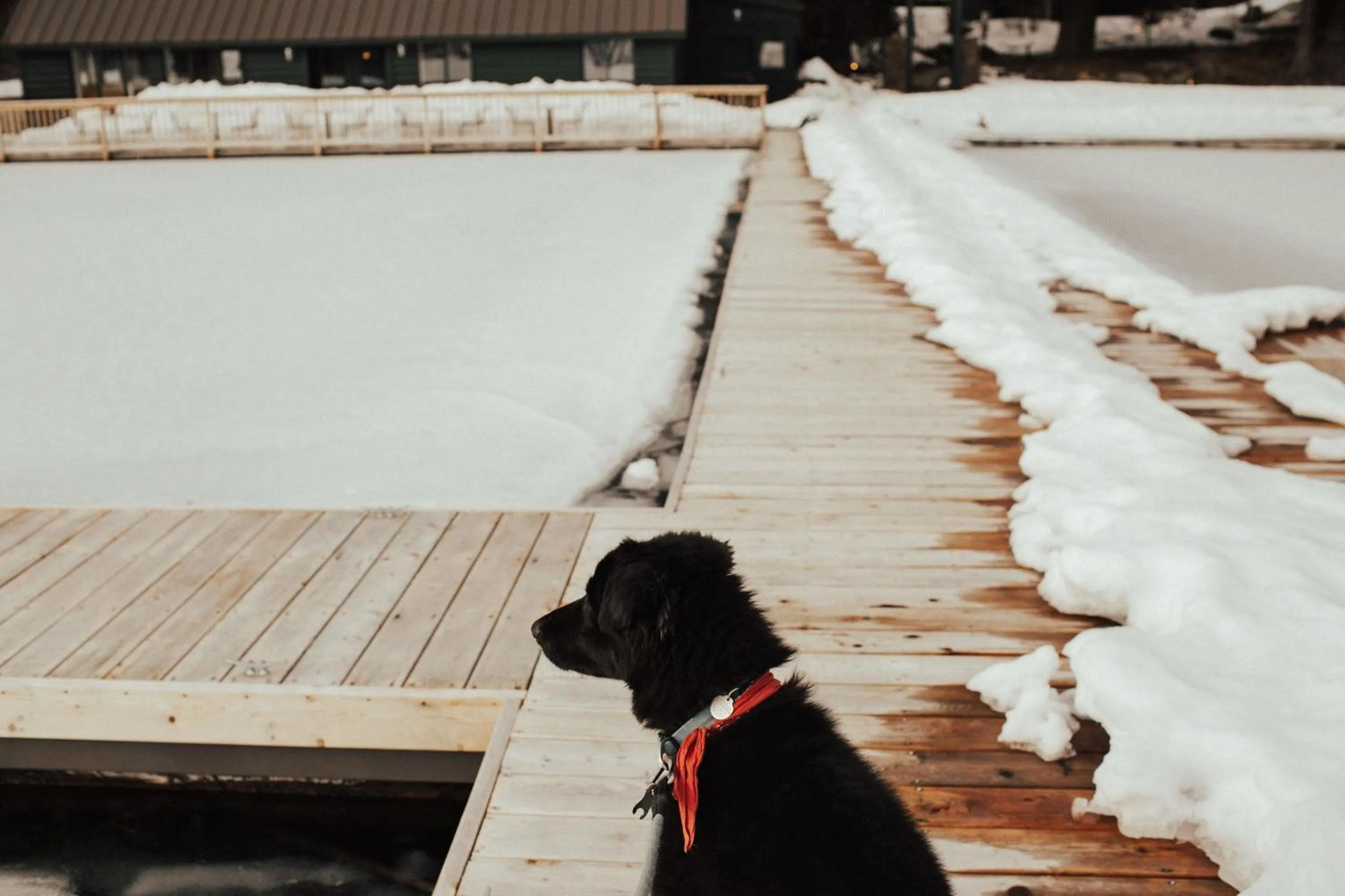 Animals in The Suttle Lodge & Boathouse