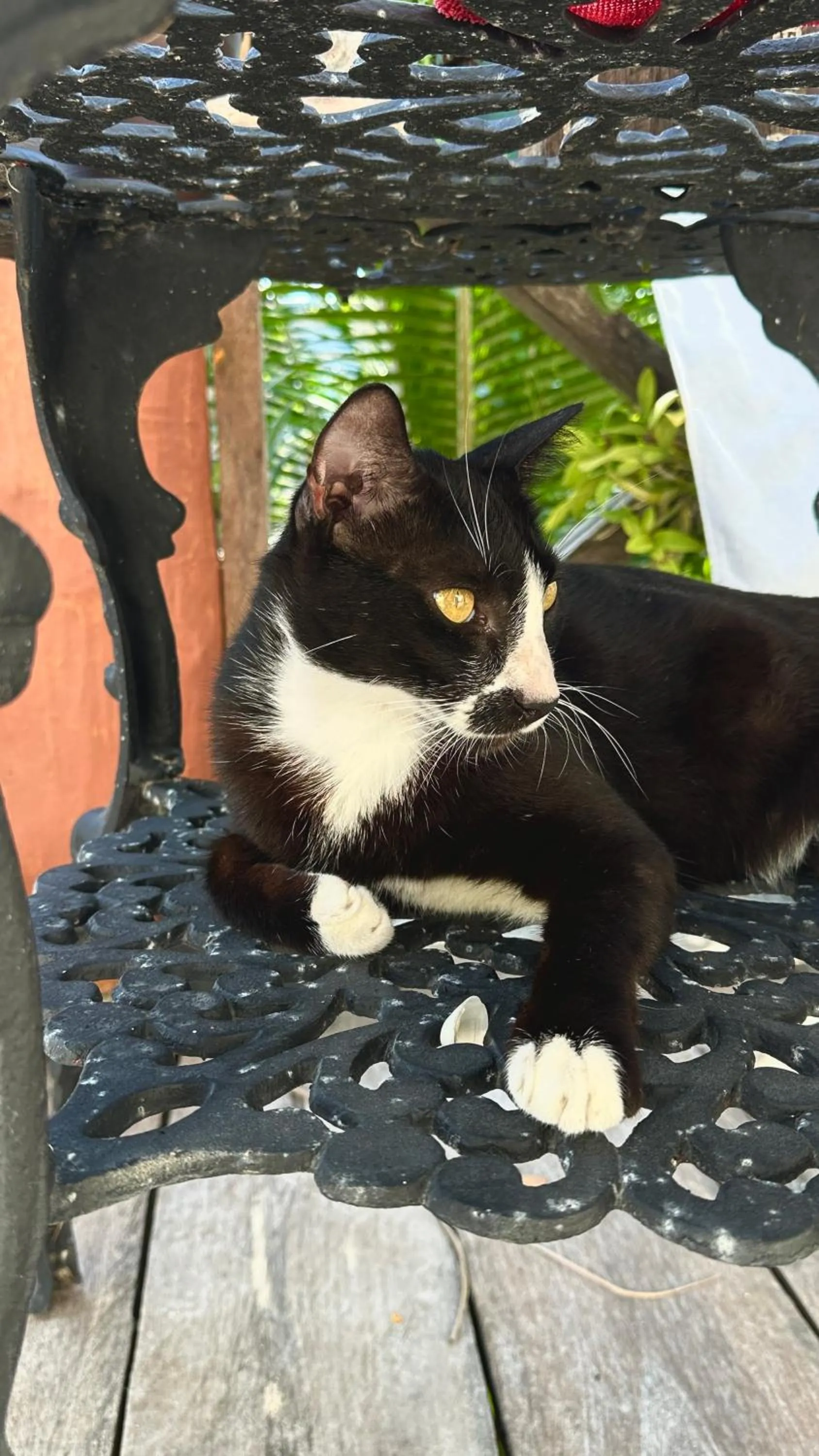 Animals in Hotel Jaiba Mahahual - Adults Only