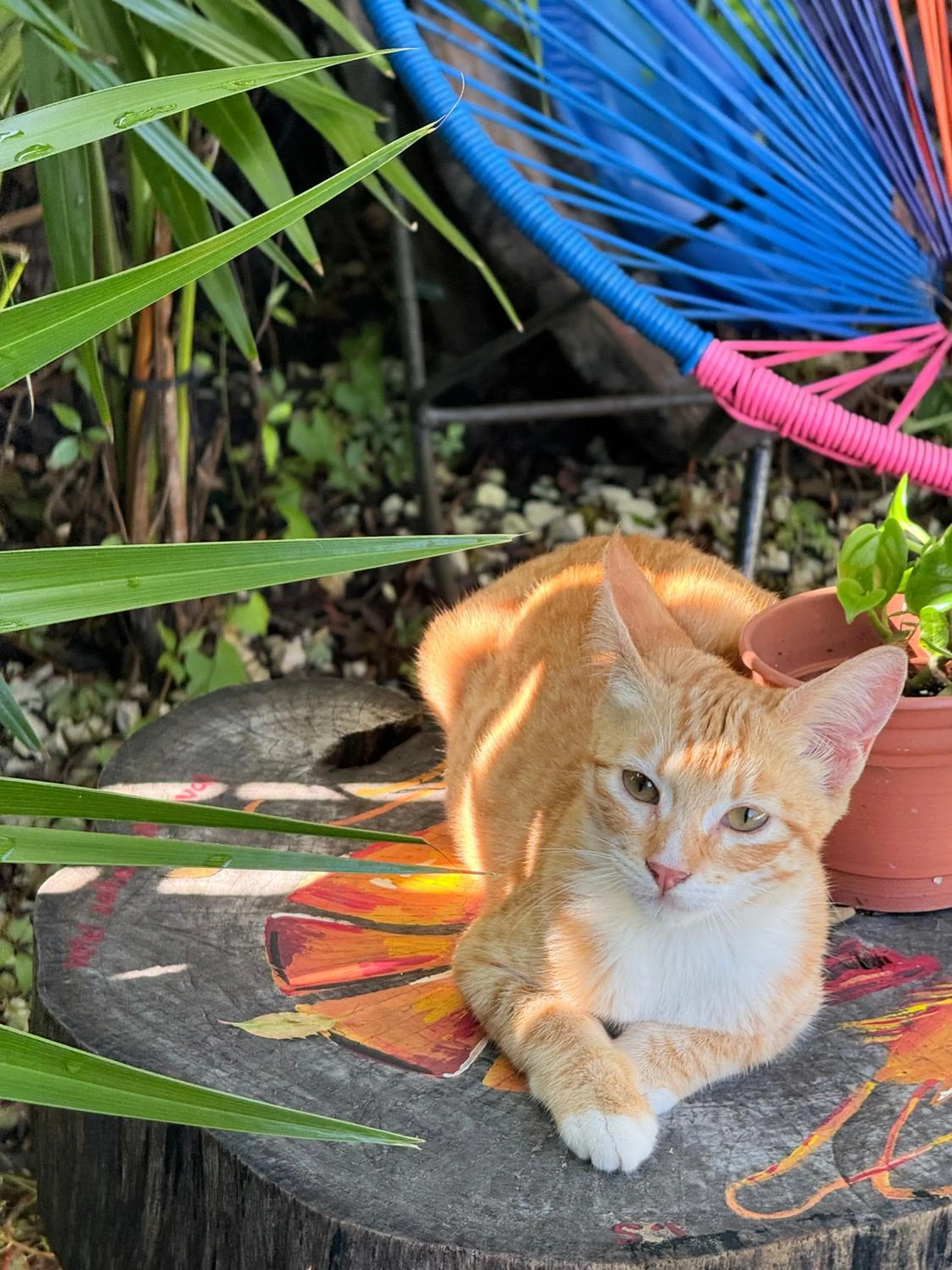 Swimming pool in Hotel Jaiba Mahahual - Adults Only