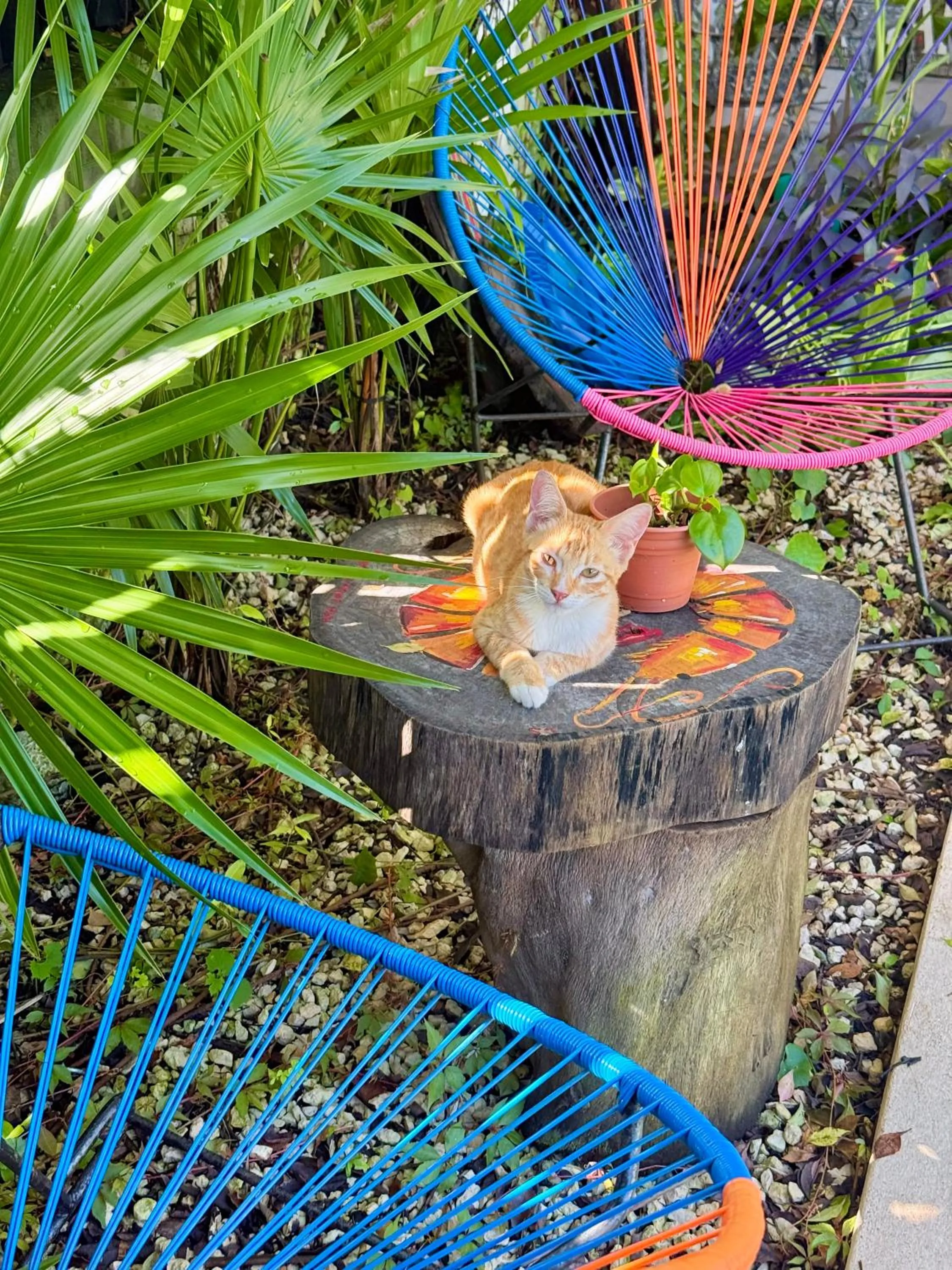 Swimming pool in Hotel Jaiba Mahahual - Adults Only