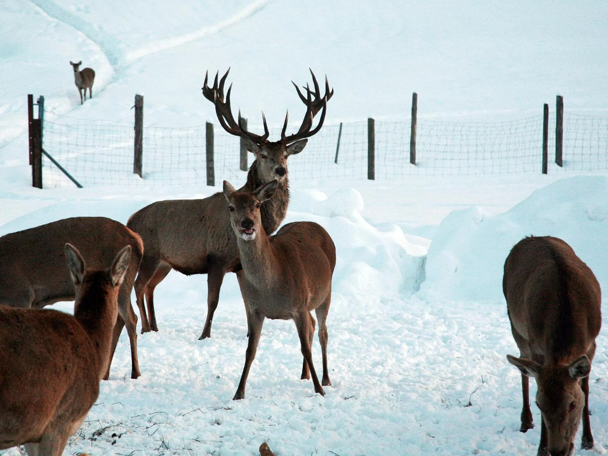 Area and facilities in Seehotel Hartung & Ferienappartements