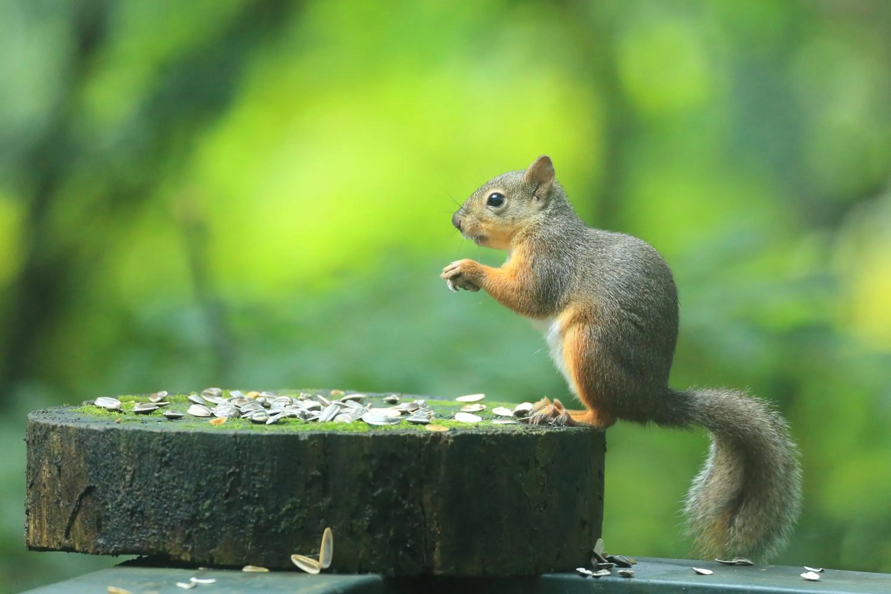 Balcony/Terrace in Guesthouse Kreutzer
