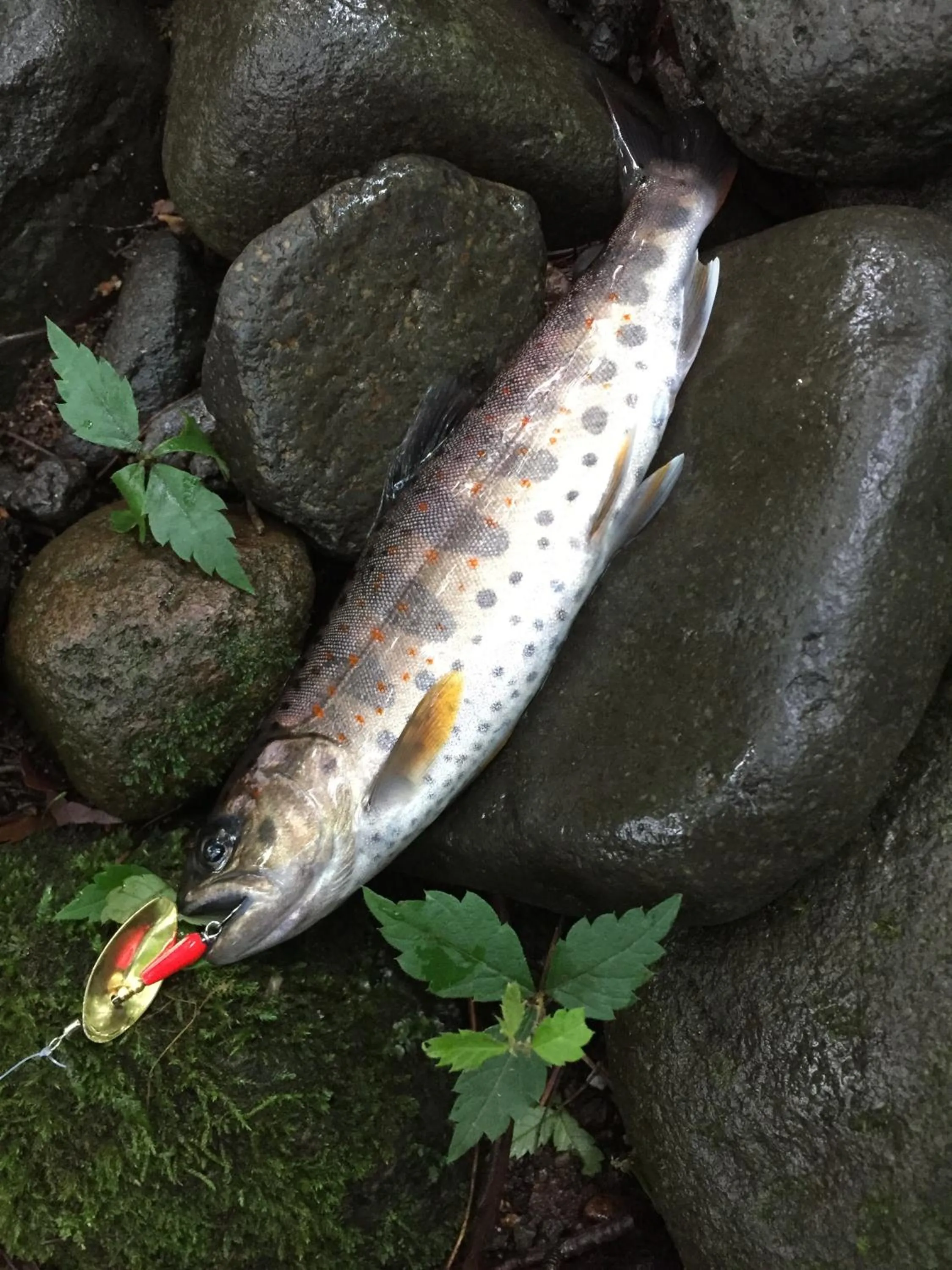 Fishing in Guesthouse Kreutzer