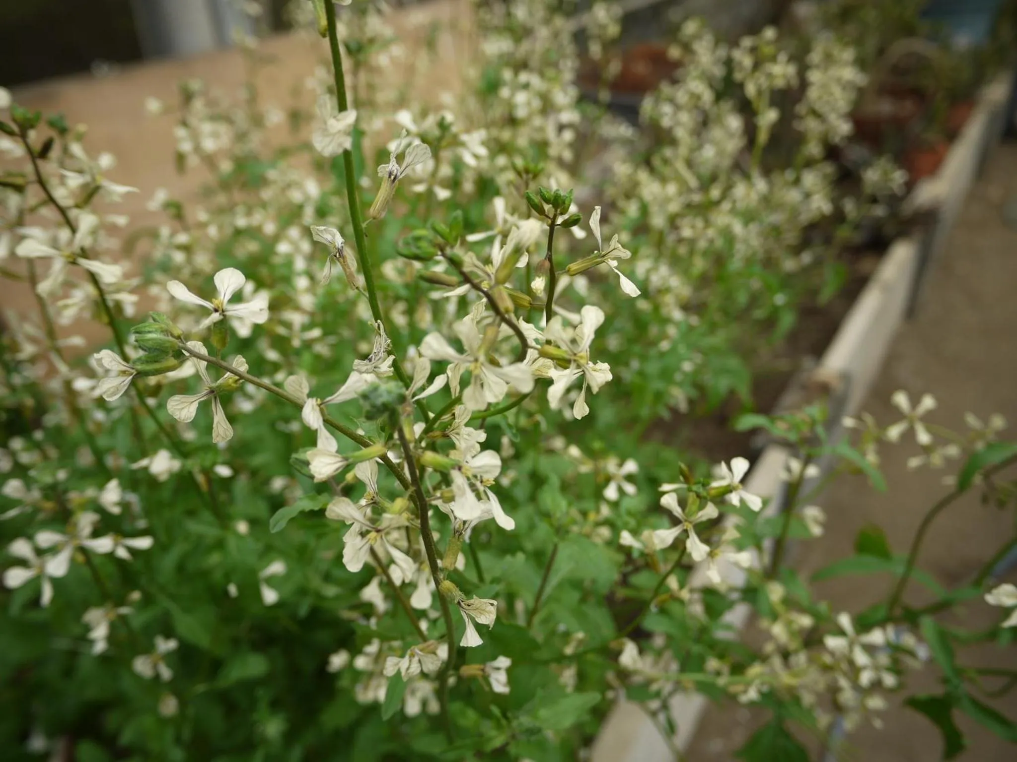 Other in Petit Resort Hotel Alcyon