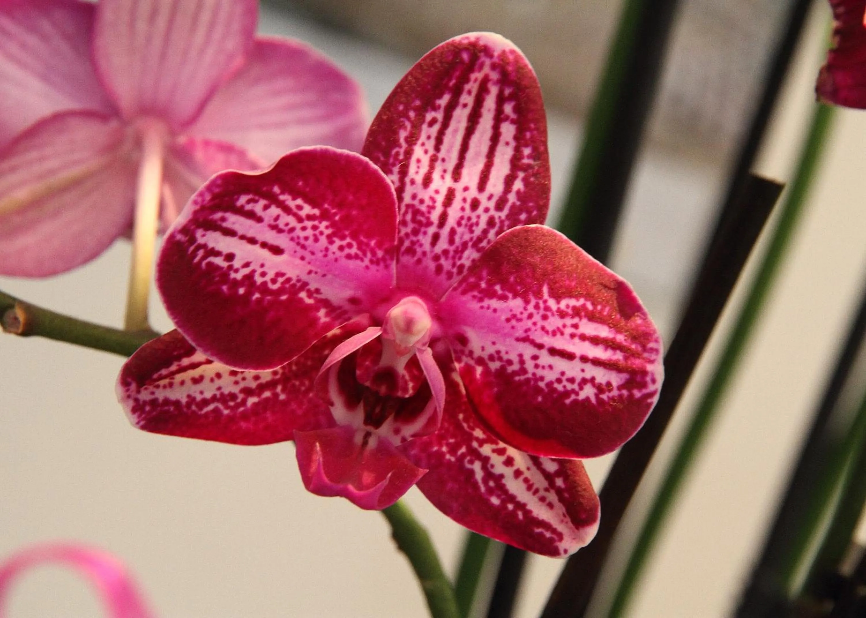 Decorative detail in Hotel Universo