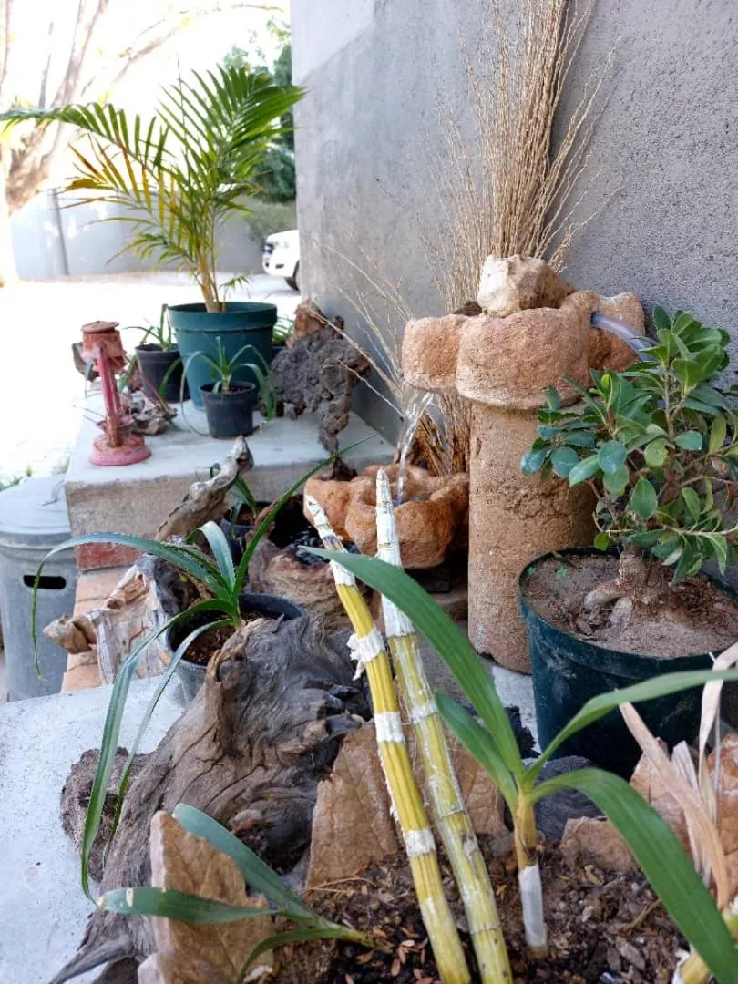 Garden in Bush Pillow Guest House