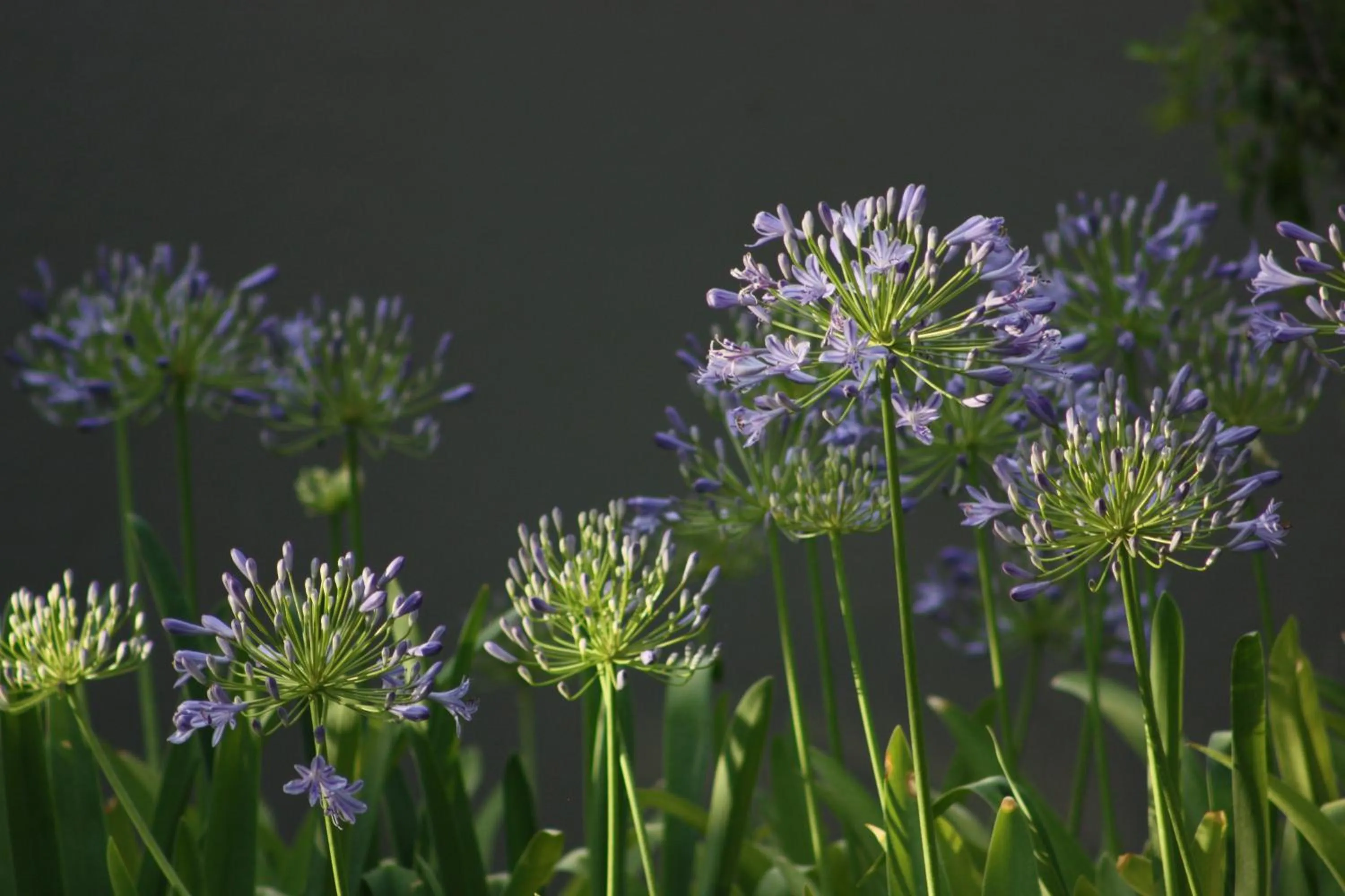 Garden in Bush Pillow Guest House