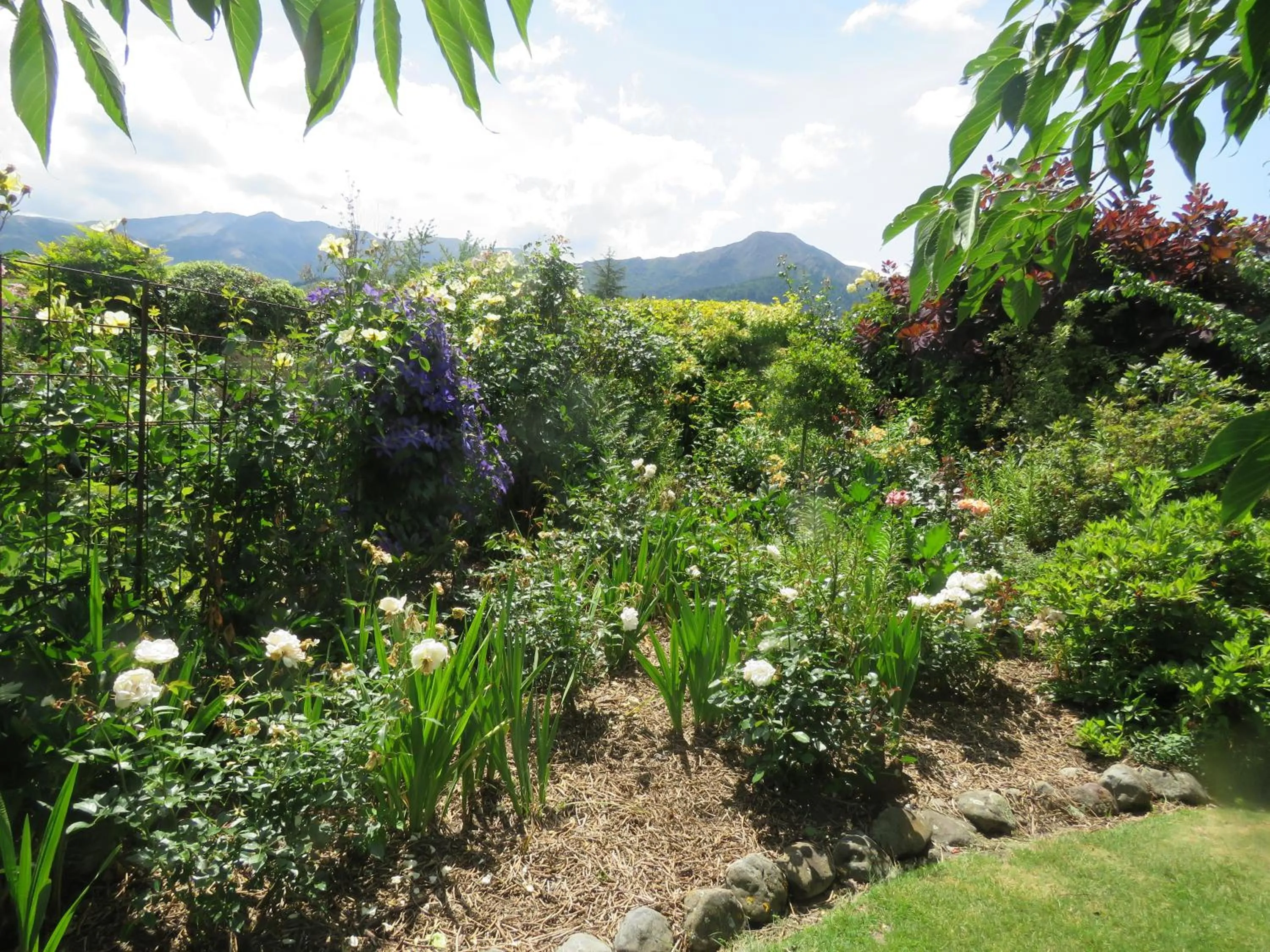 Garden view in Marchmont Gardens