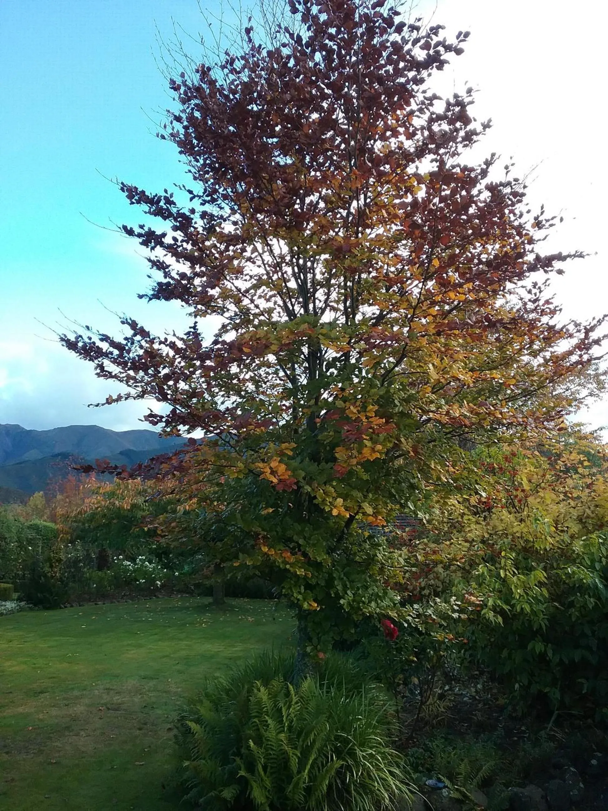 Autumn in Marchmont Gardens
