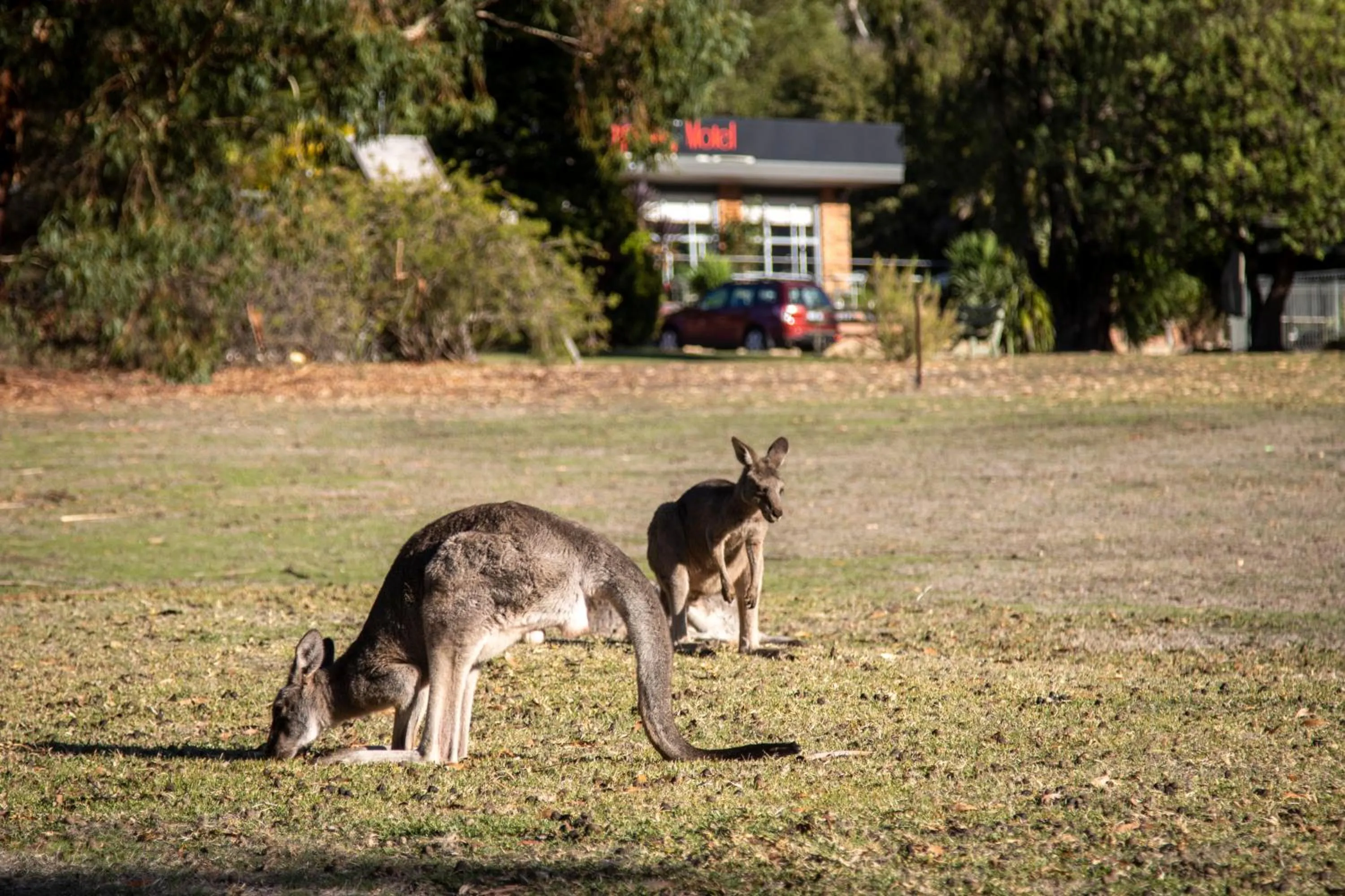 The Grampians Motel