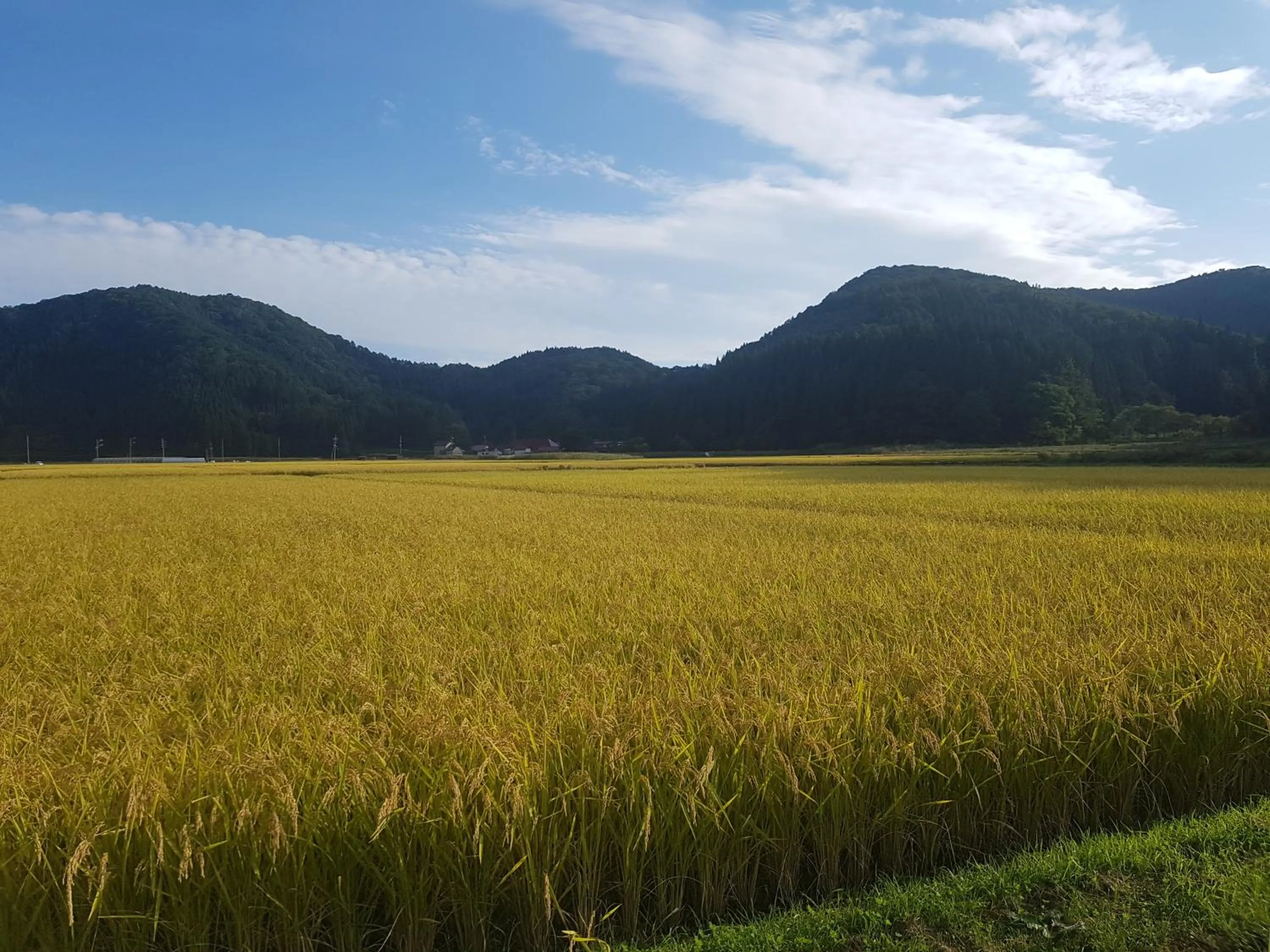 Natural landscape in White Tree Log House Madarao Tangram