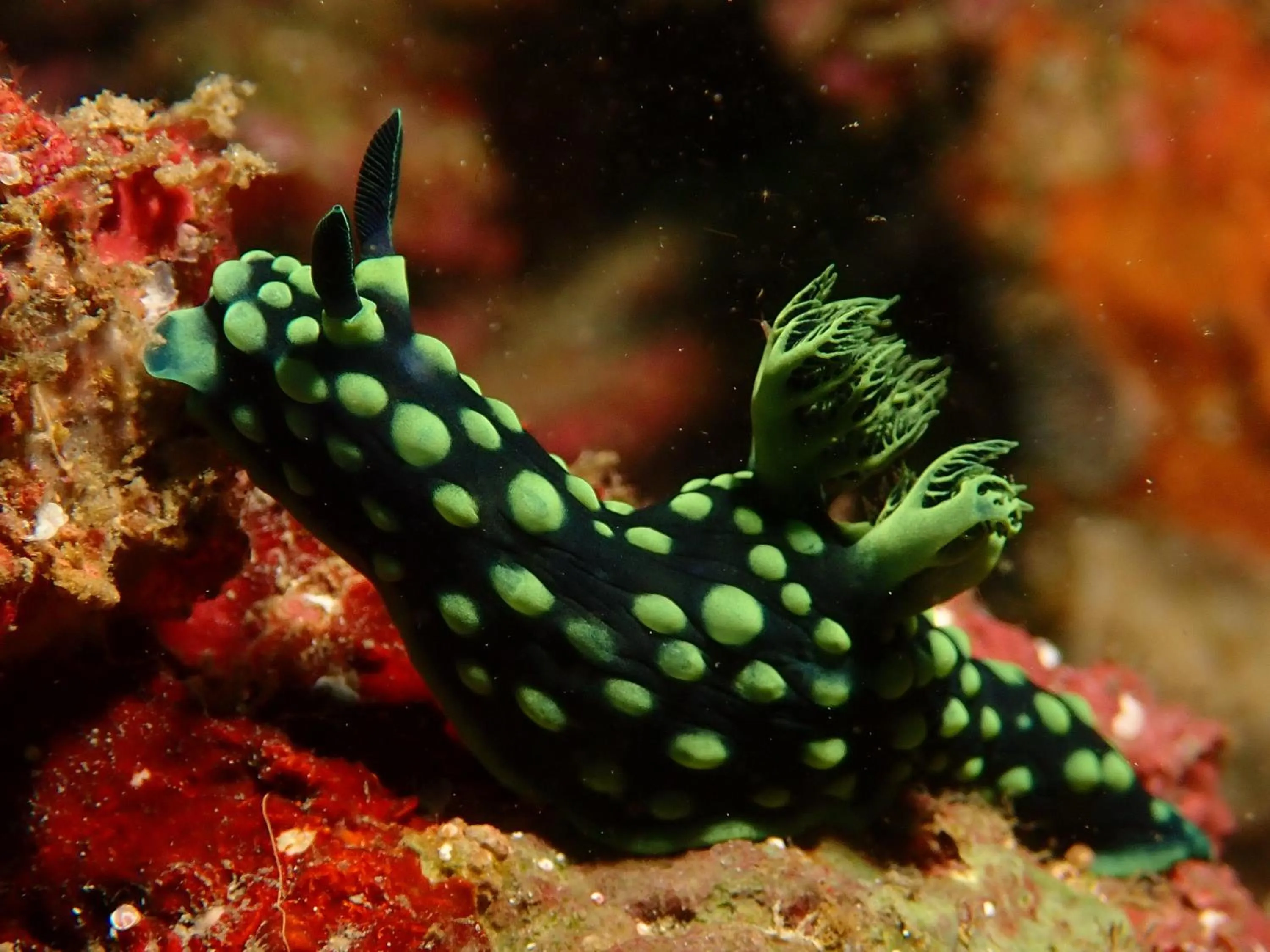 Snorkeling in Teluk Karang Dive & Spa Resort