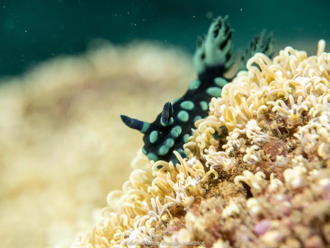 Diving in Teluk Karang Dive & Spa Resort