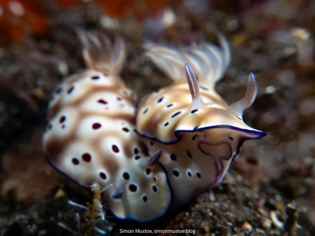 Diving in Teluk Karang Dive & Spa Resort
