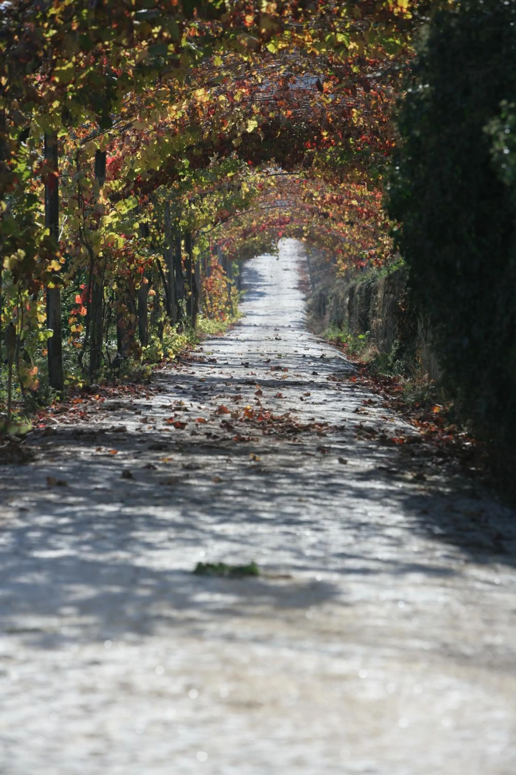 Natural landscape in Hotel Rural Casa dos Viscondes da Varzea