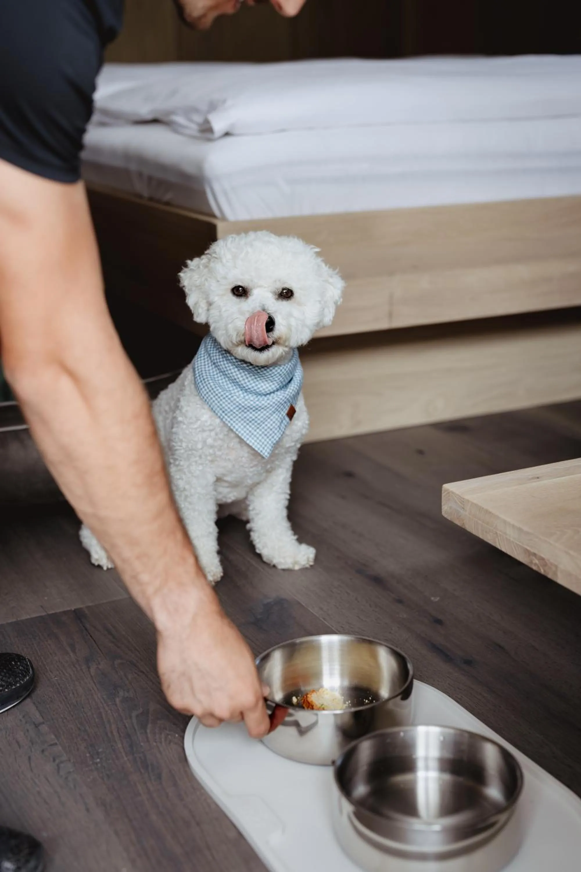 Pets in Boutique Hundehotel Bergzeit