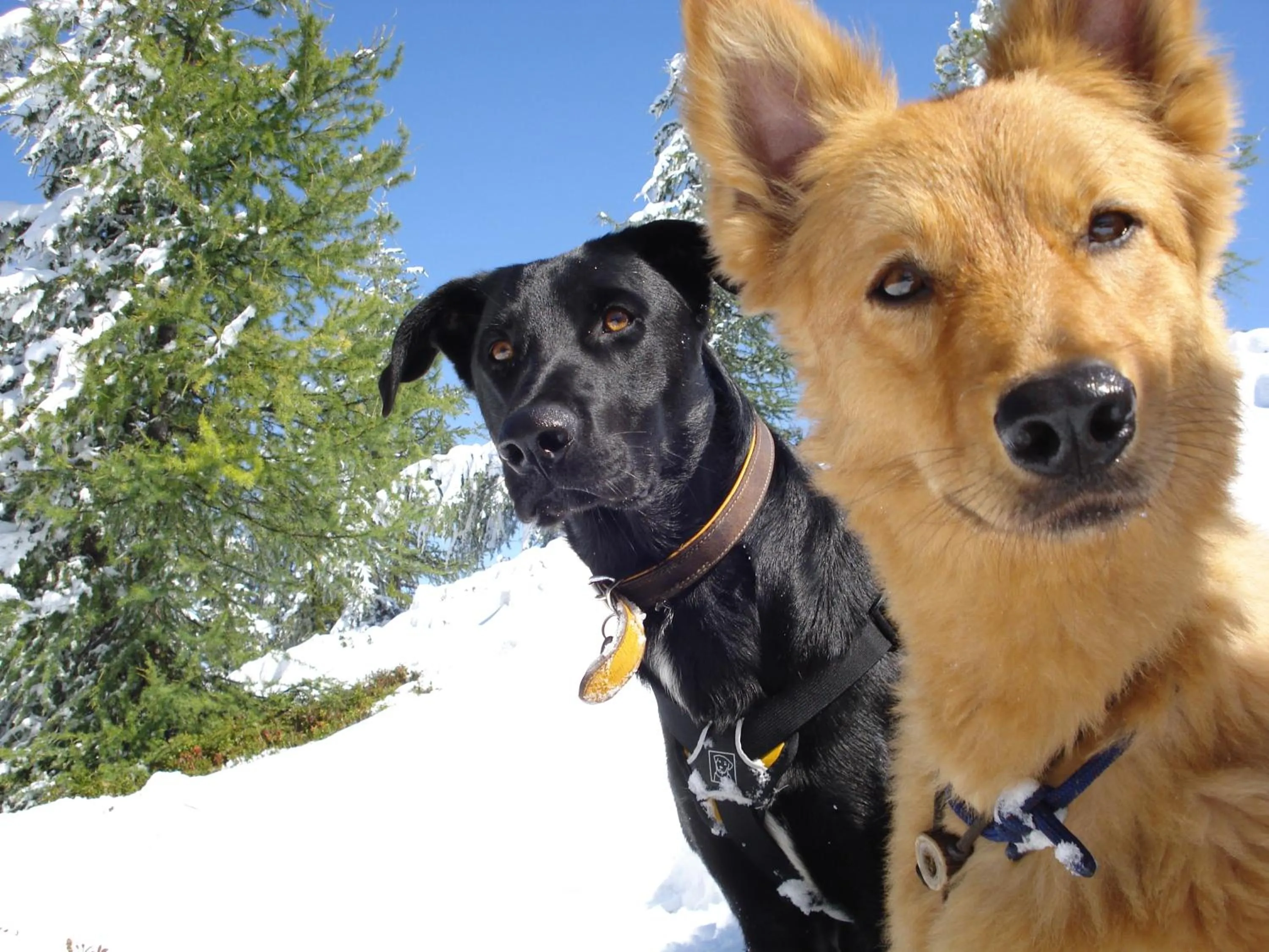 pet friendly in Boutique Hundehotel Bergzeit