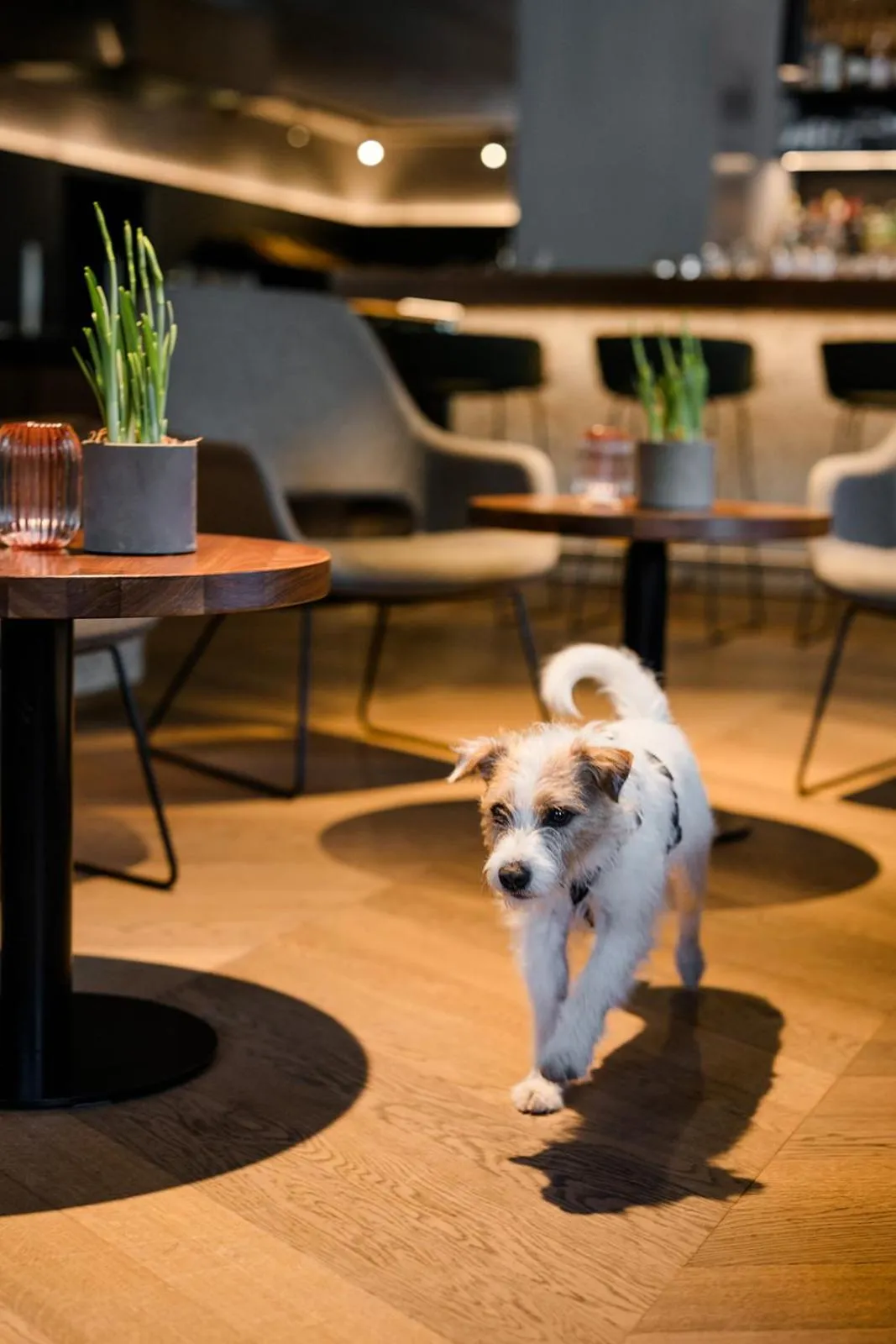 Pets in Boutique Hundehotel Bergzeit