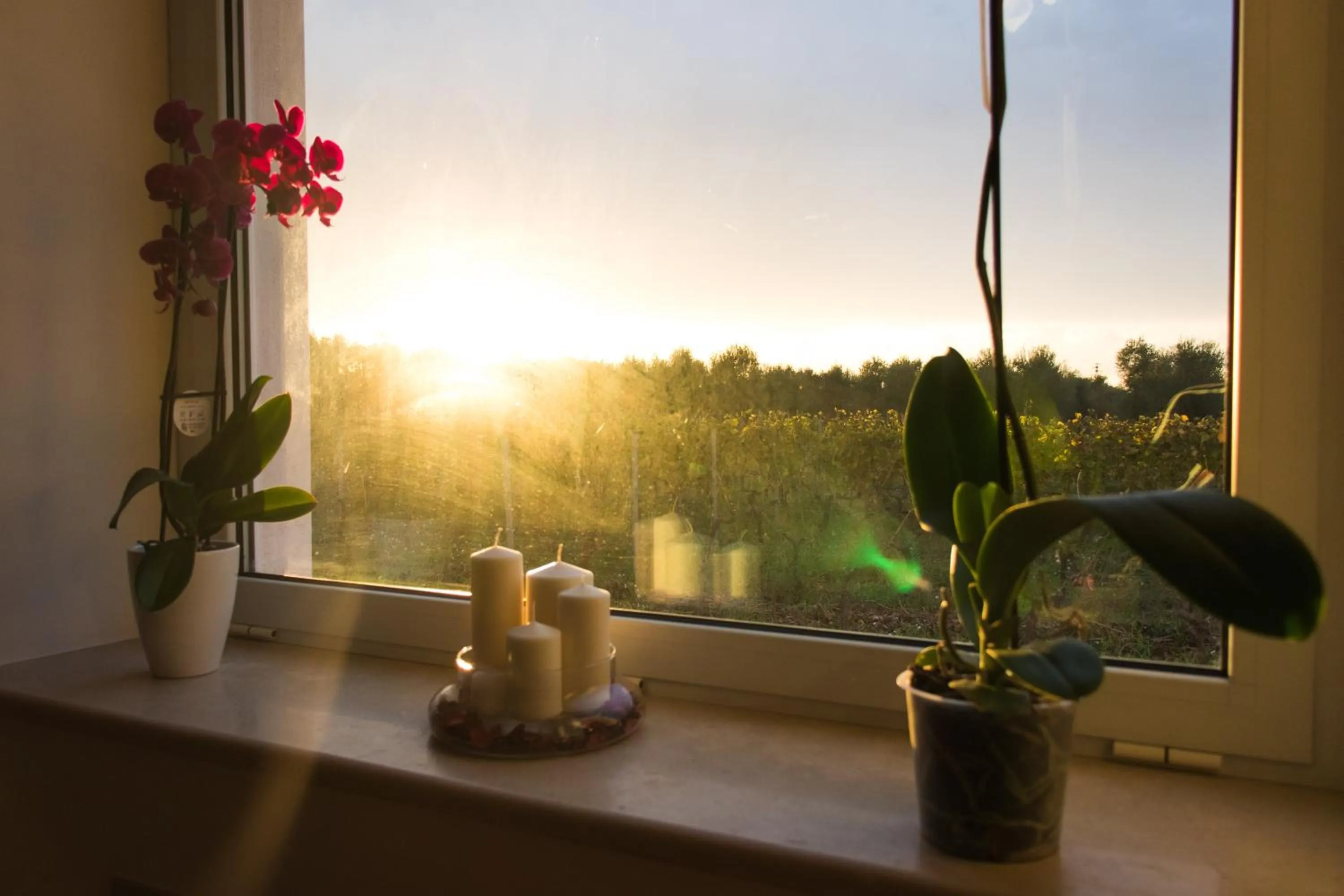 View (from property/room) in Tenuta Vigna del Noce