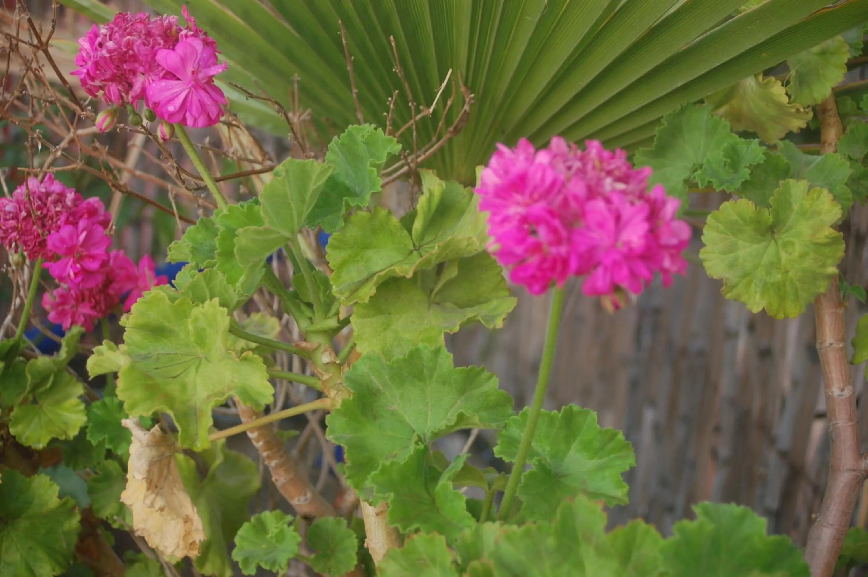 Property building in Dar Margot Marrakech