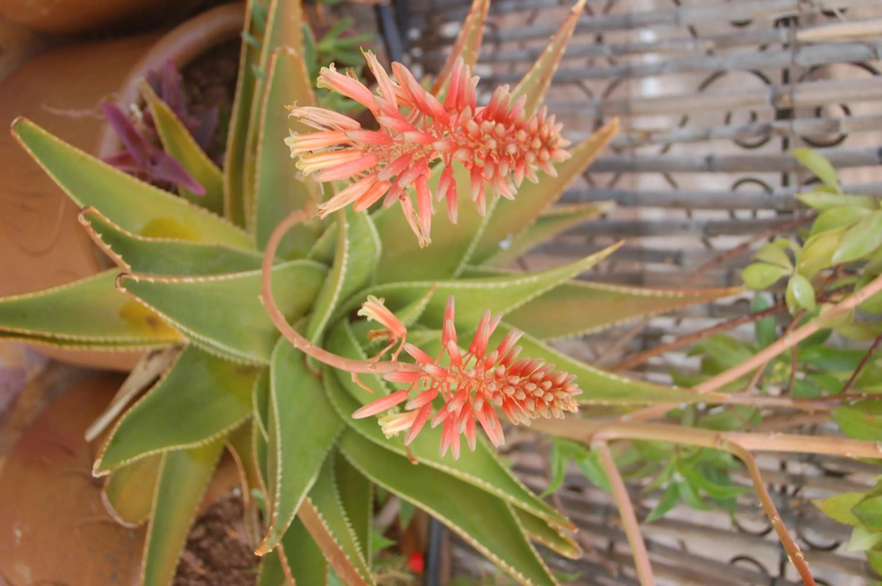 Property building in Dar Margot Marrakech