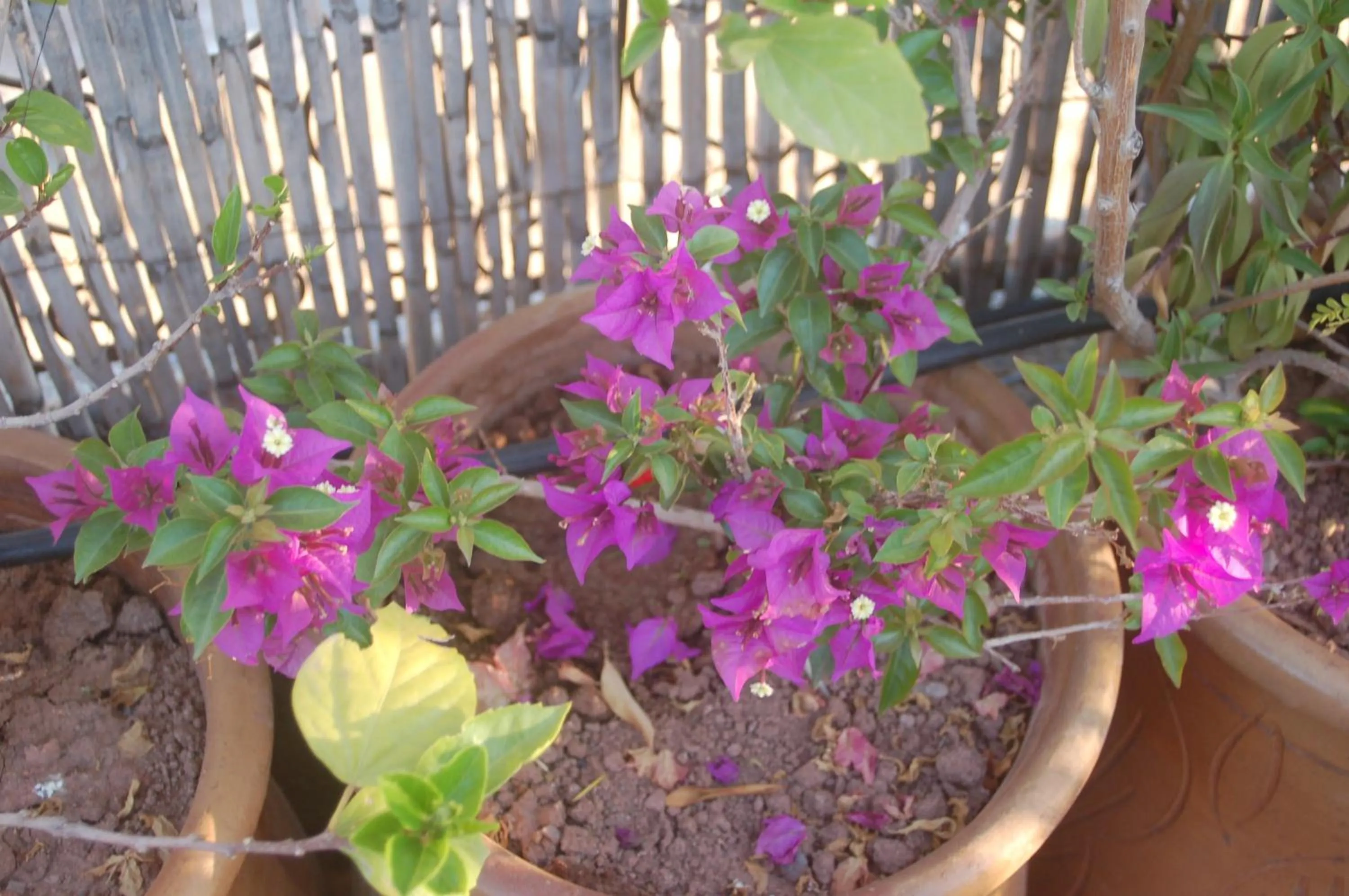 Property building in Dar Margot Marrakech