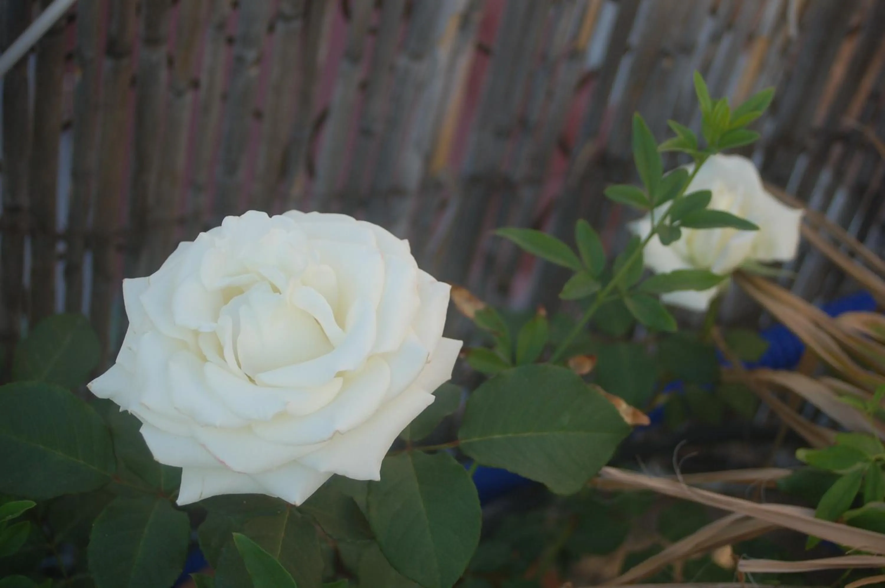 Property building in Dar Margot Marrakech