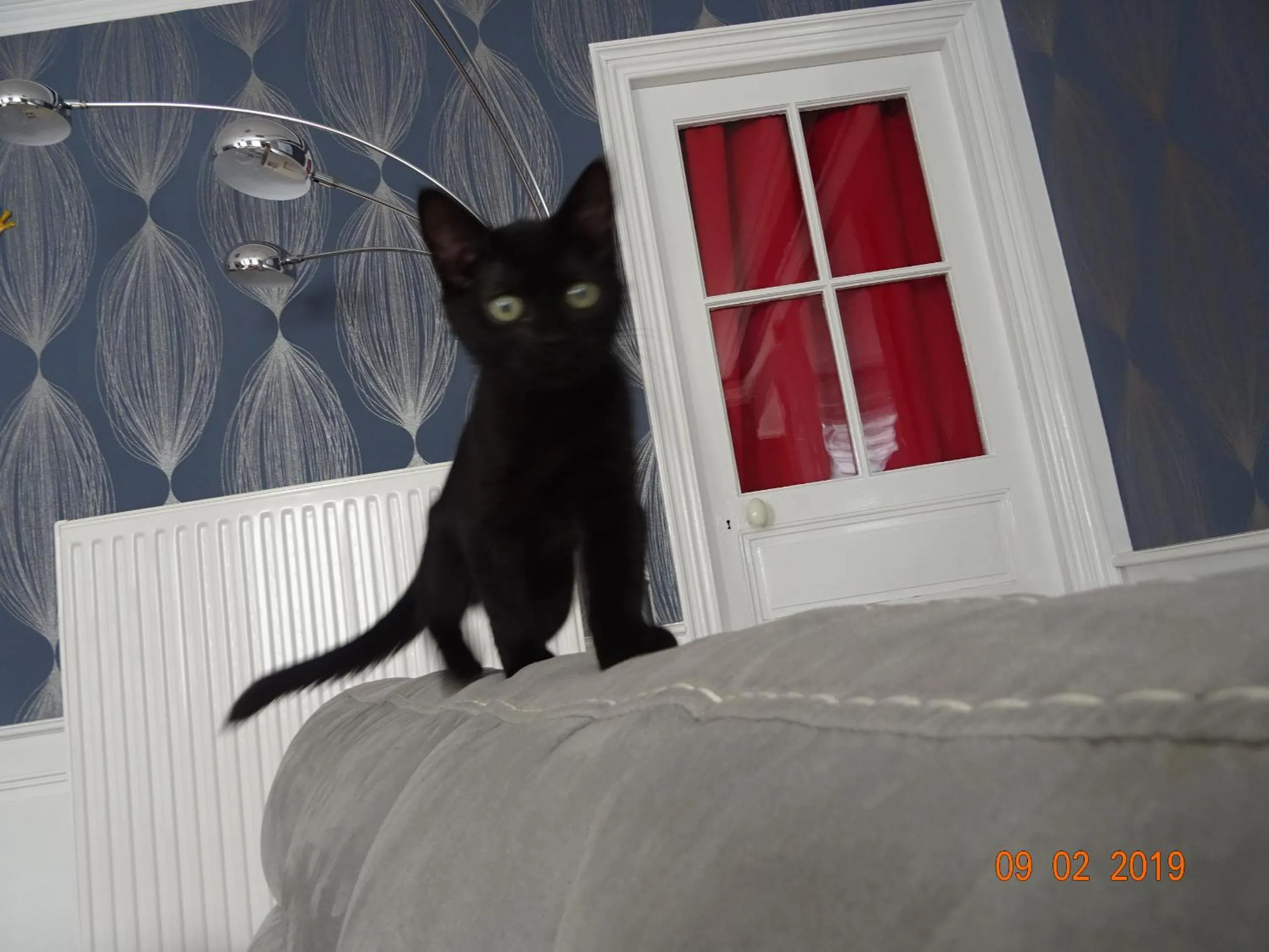 Pets in La ferme aux chats