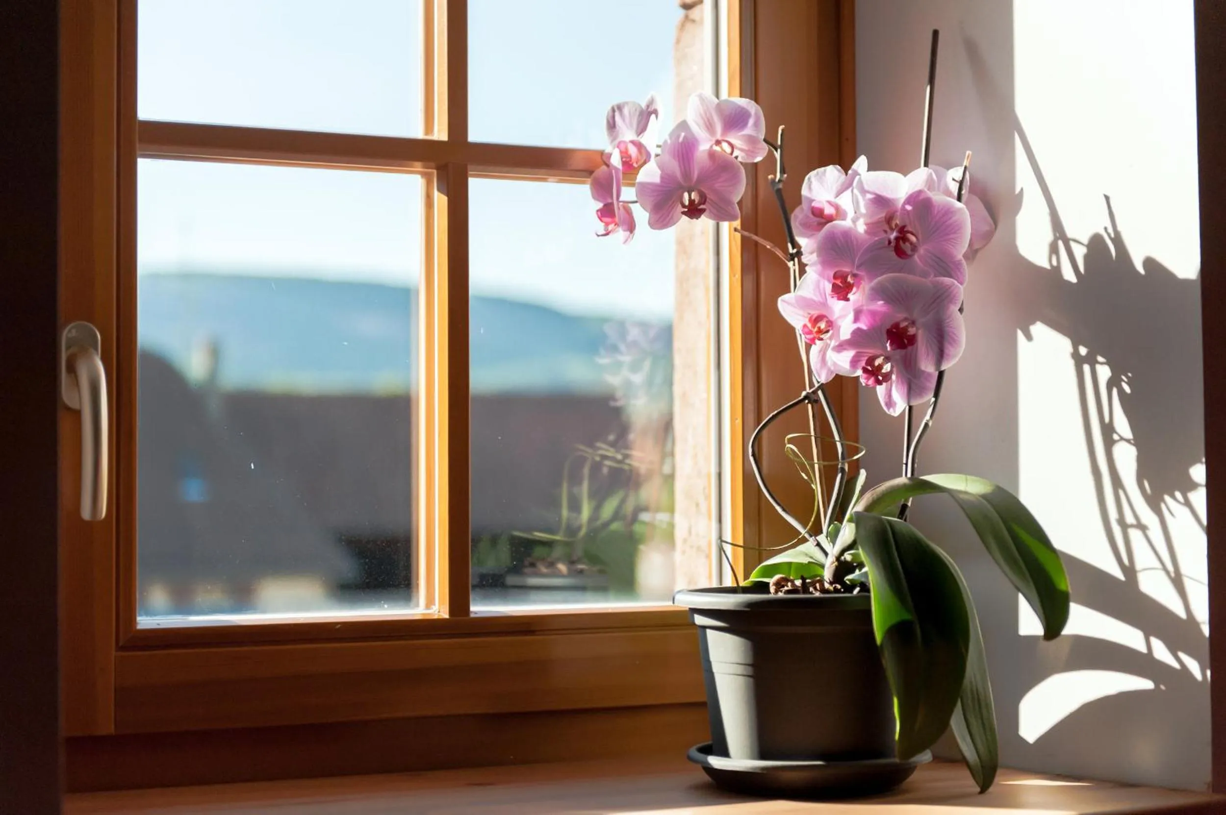 View (from property/room) in La Maison d'Emilie