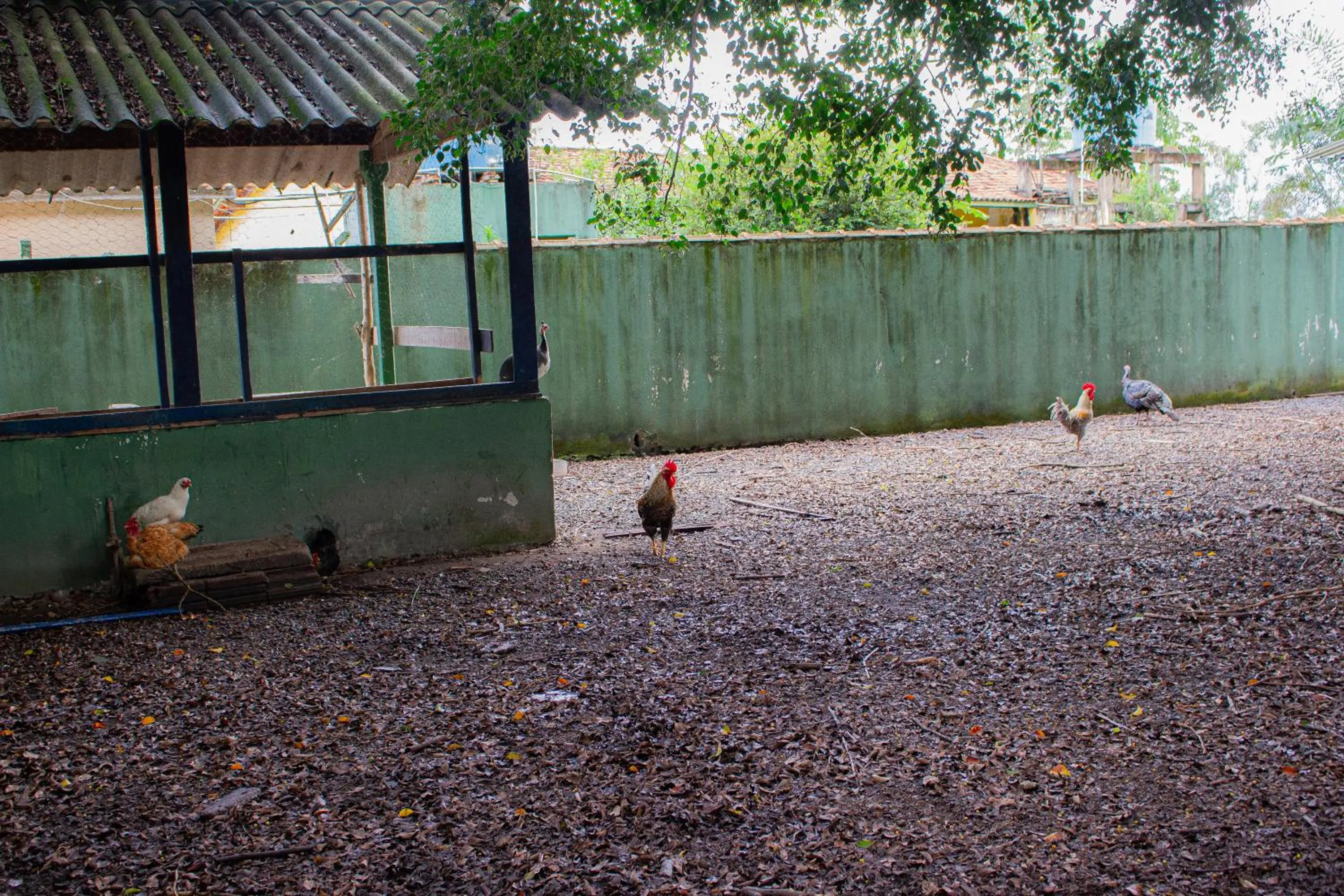 Animals in Hotel Fazenda Pé da Serra