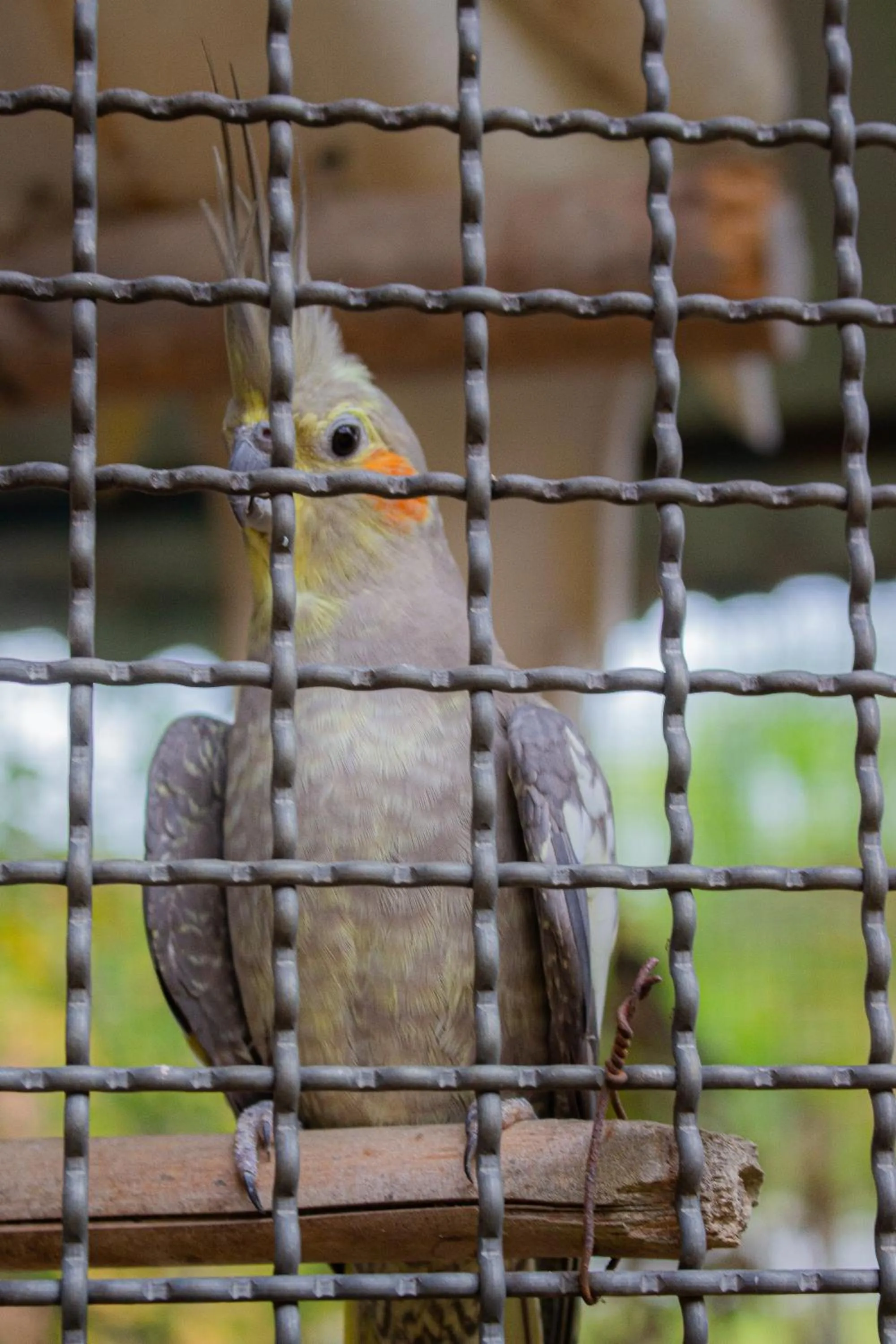 Animals in Hotel Fazenda Pé da Serra