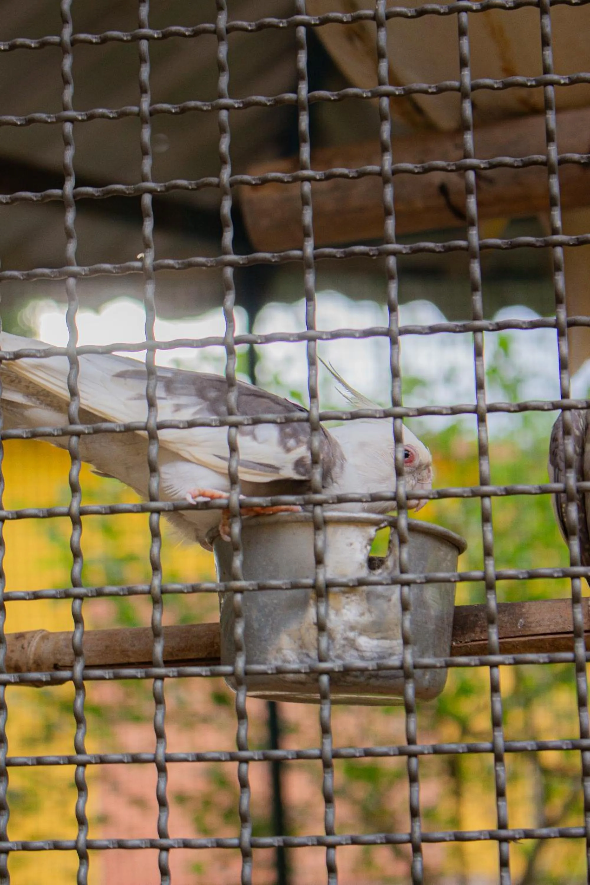 Animals in Hotel Fazenda Pé da Serra