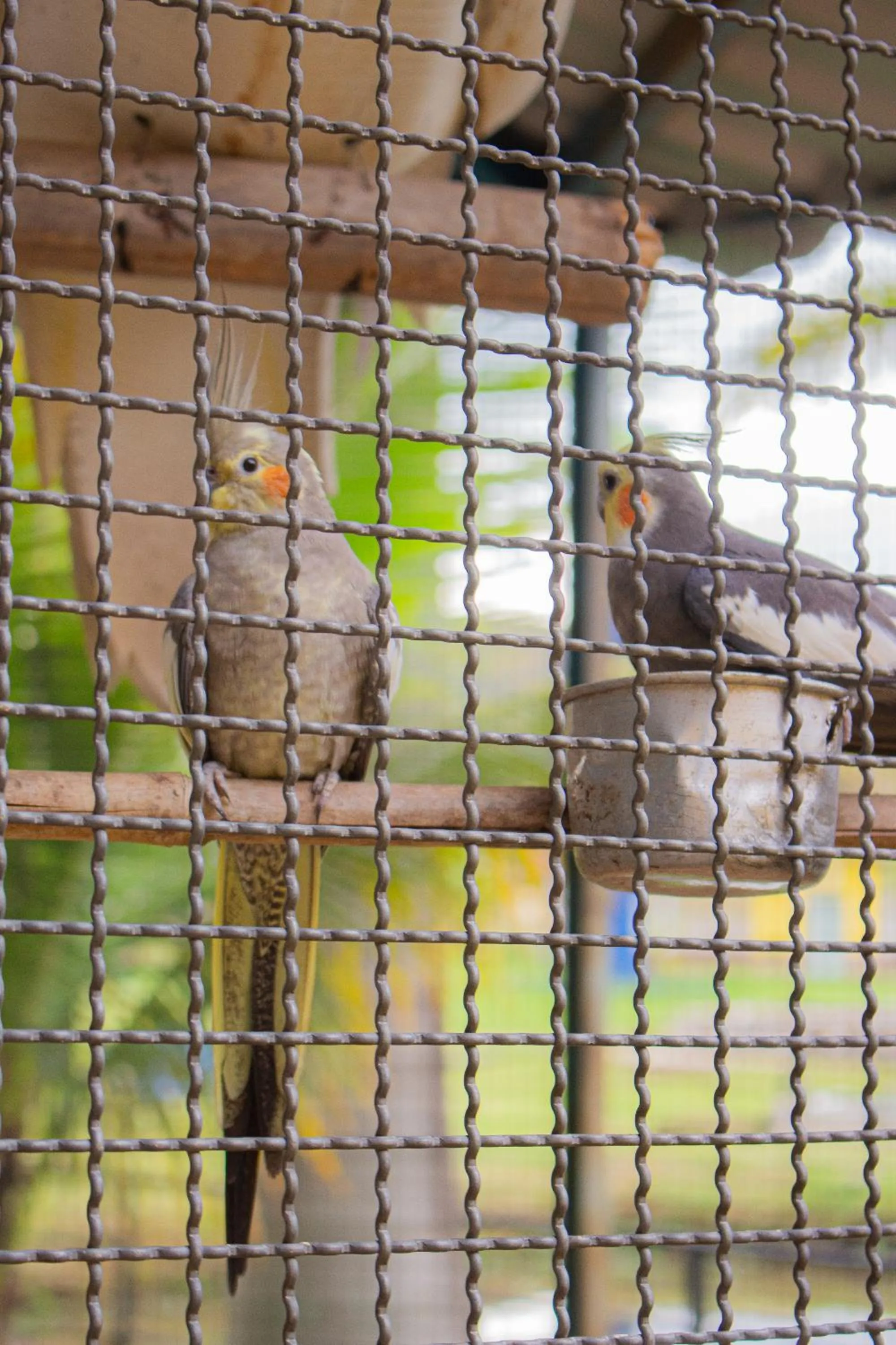Animals in Hotel Fazenda Pé da Serra