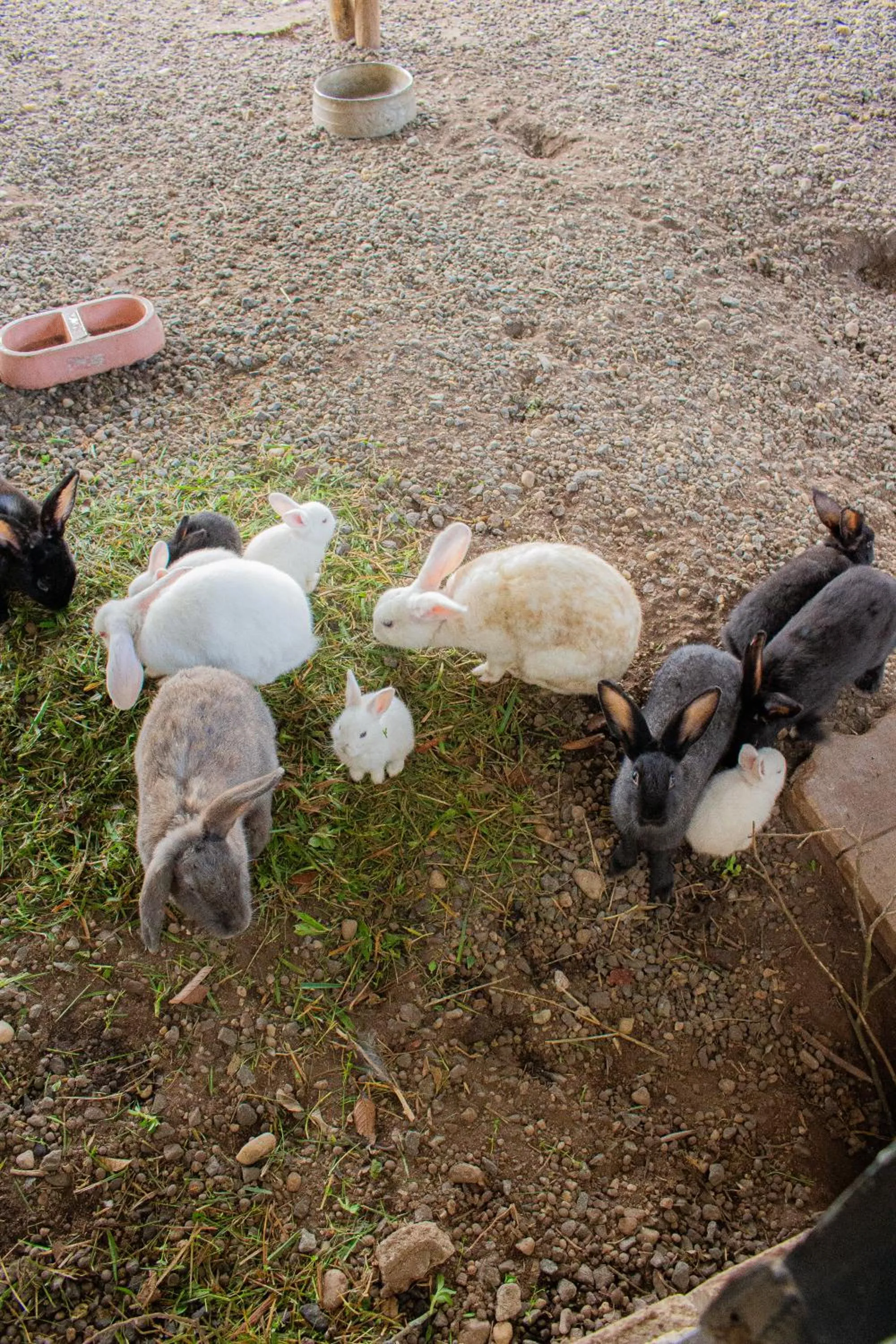 Animals in Hotel Fazenda Pé da Serra