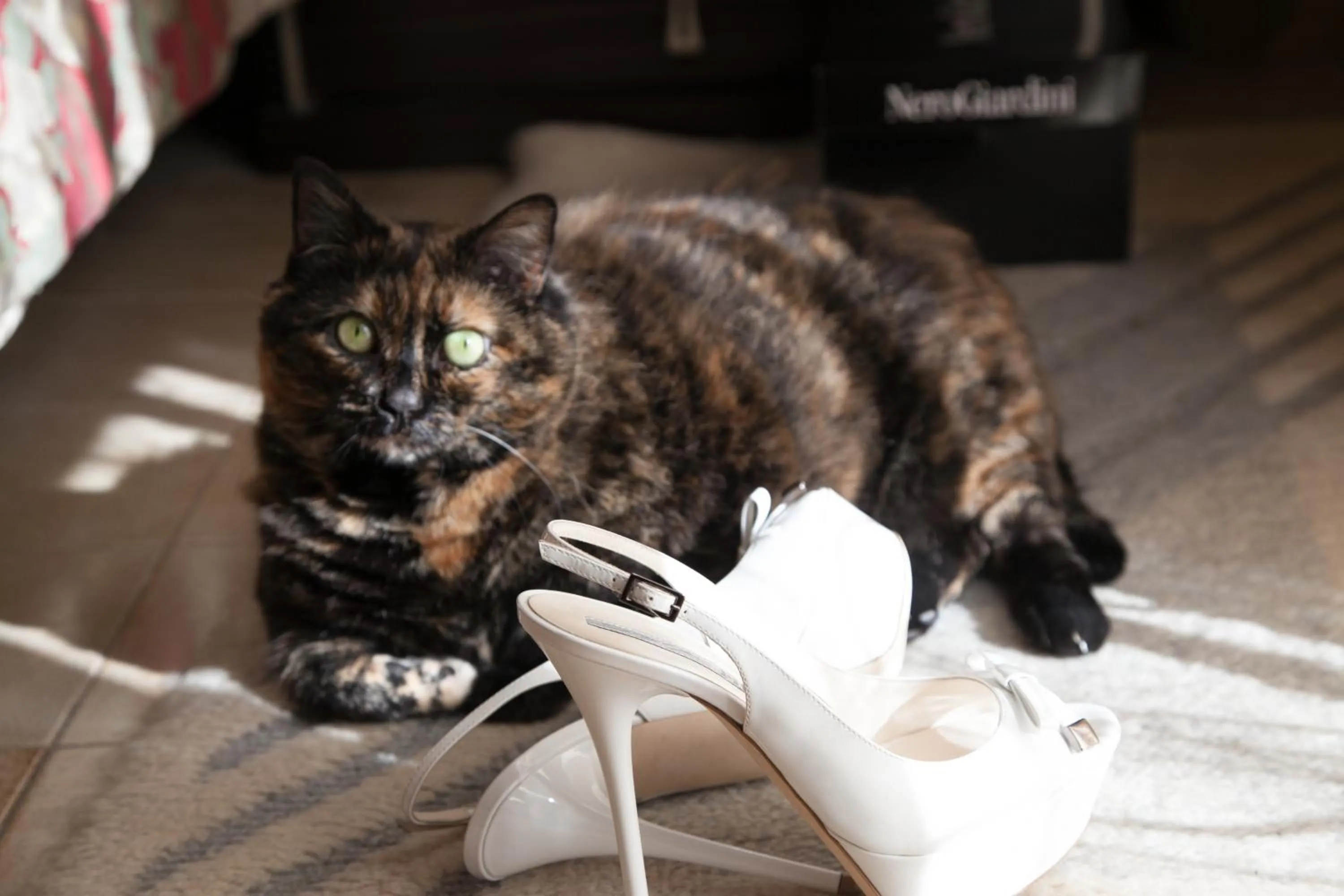 Pets in Hotel Villa Ersilia Rimini B&B