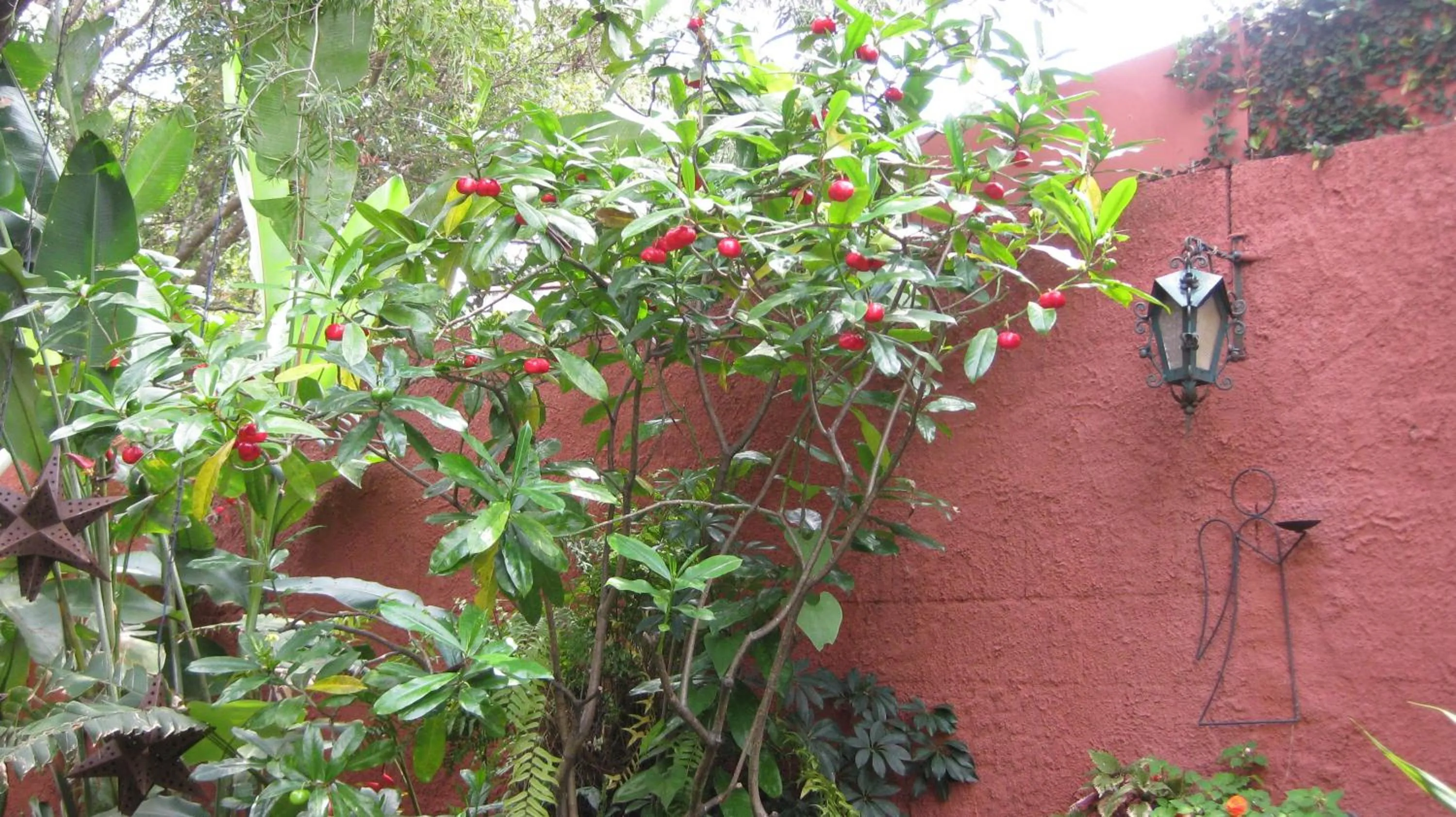 Garden in Hotel La Posada del Angel