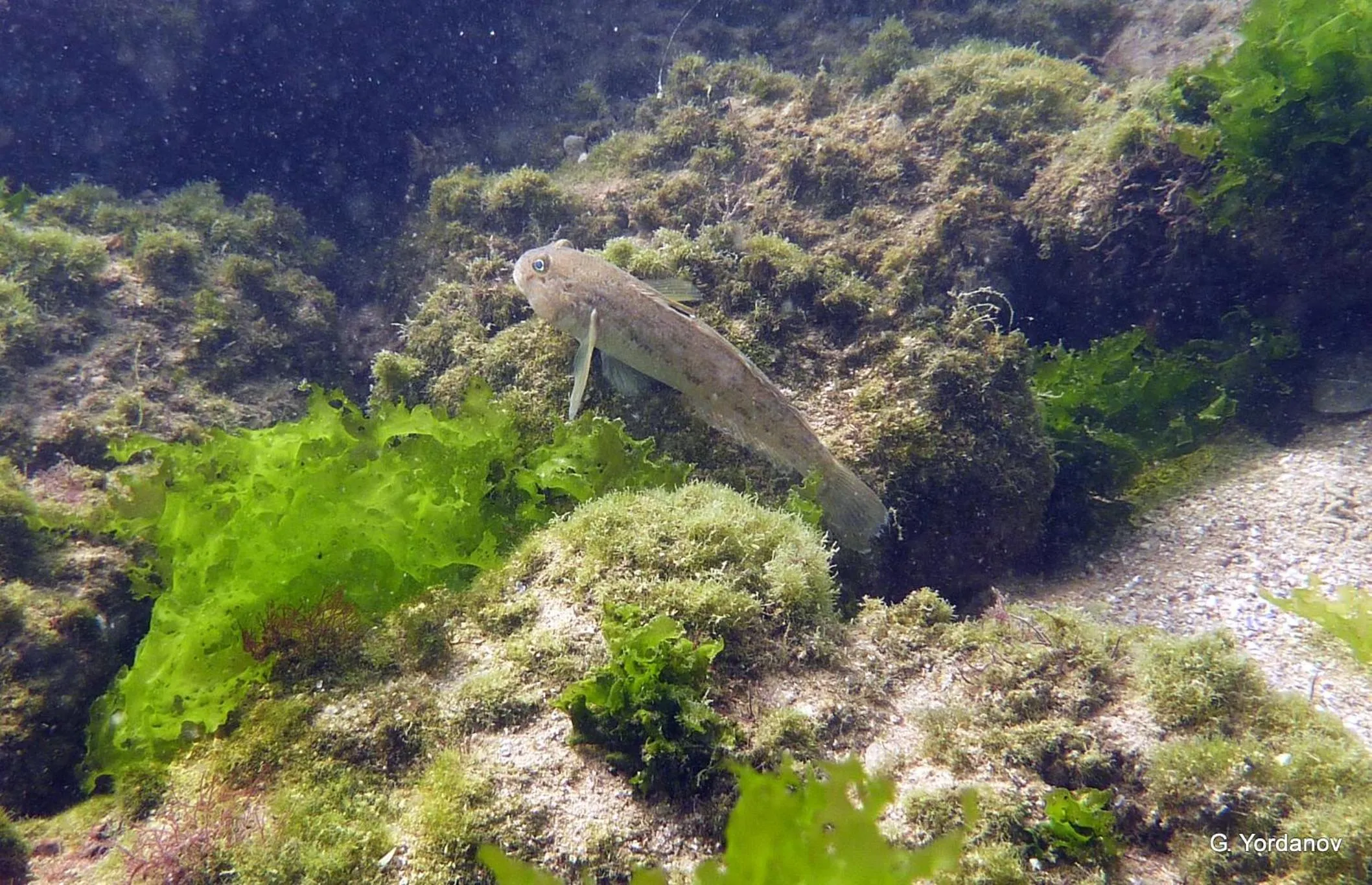 Other in Family Hotel Saga