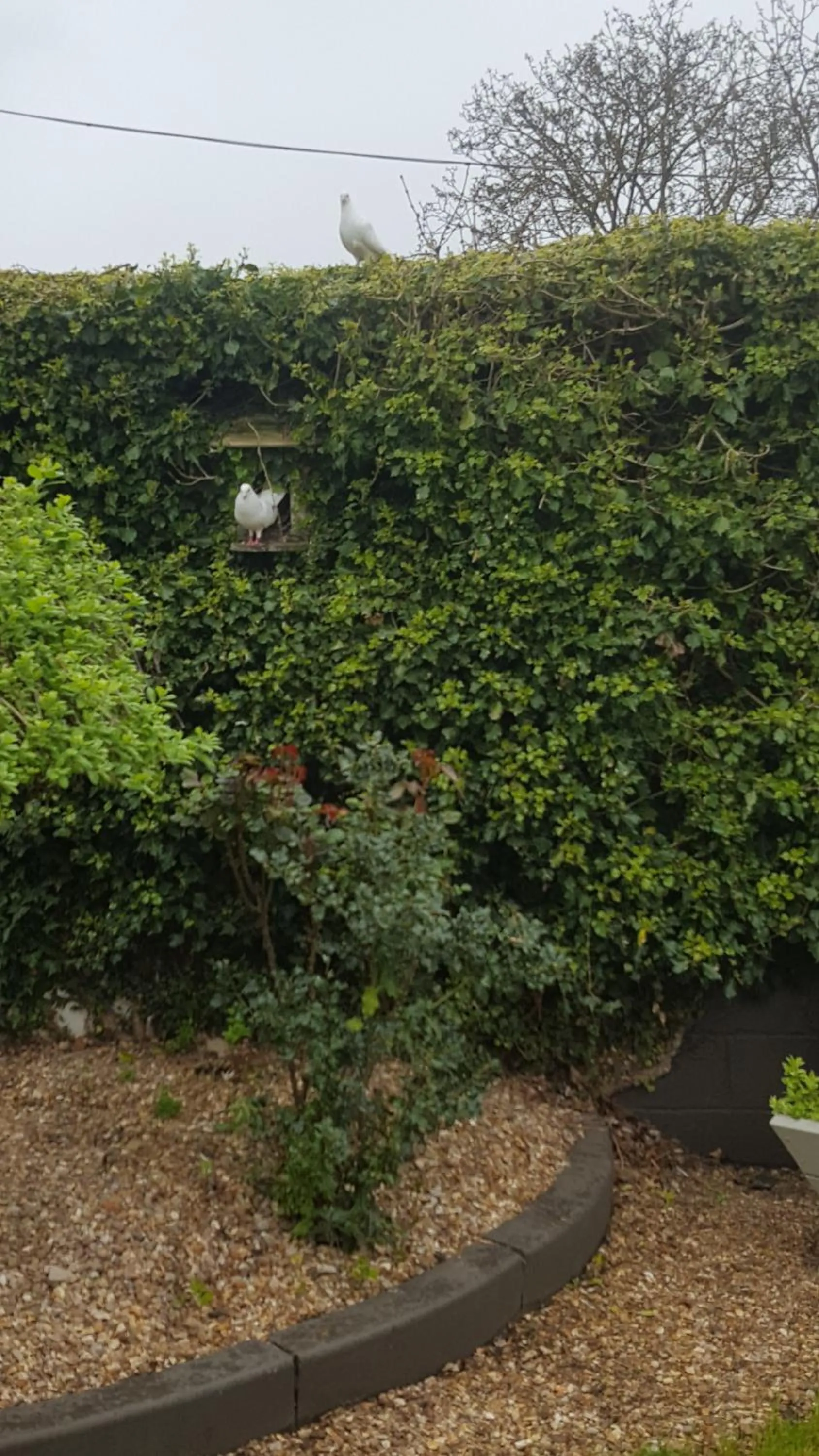 Pets in The White Dove Bed and Breakfast with Glamping Newark showground