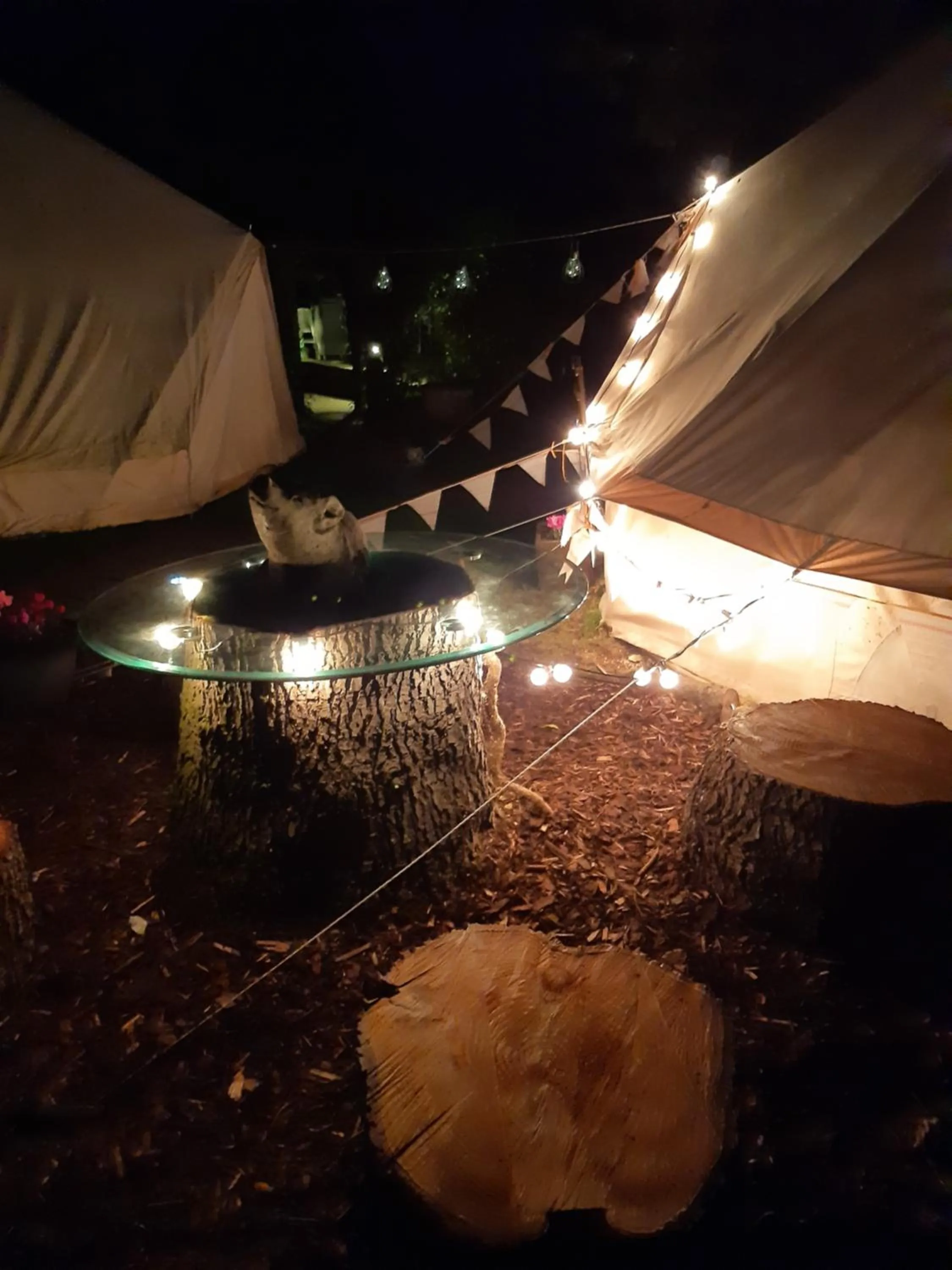 The White Dove Bed and Breakfast with Glamping Newark showground