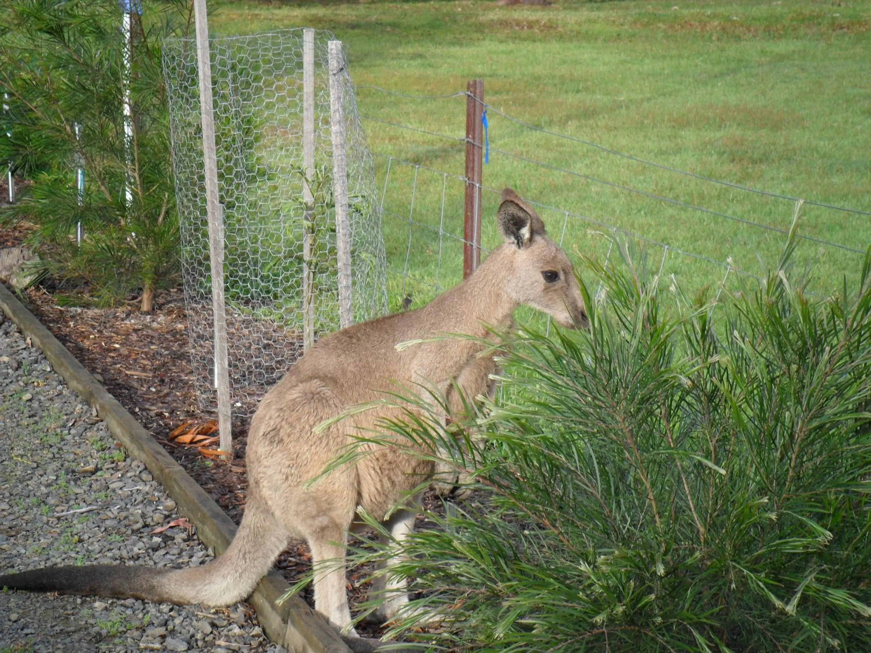 Animals in Grampians Chalets