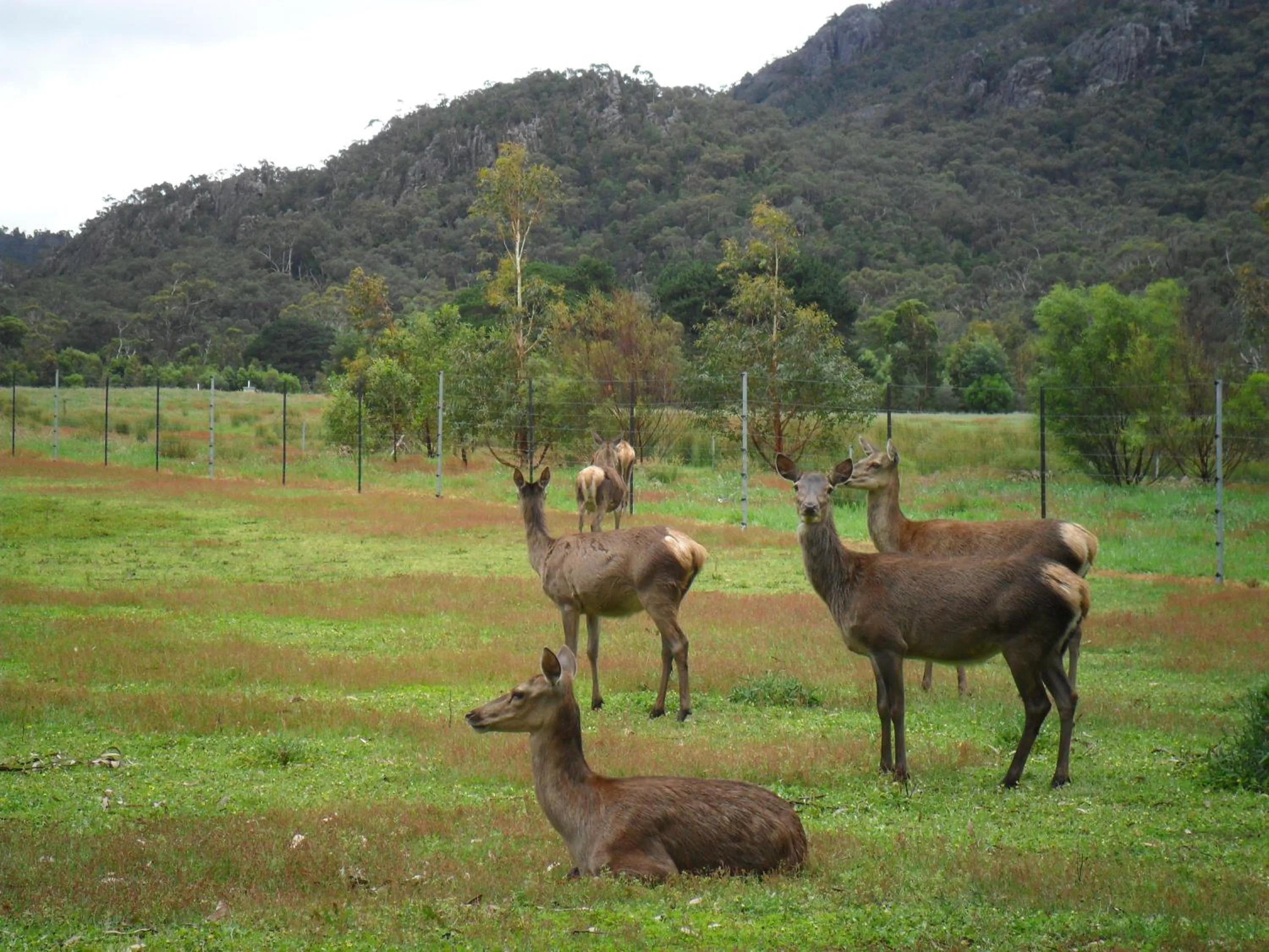 Animals in Grampians Chalets