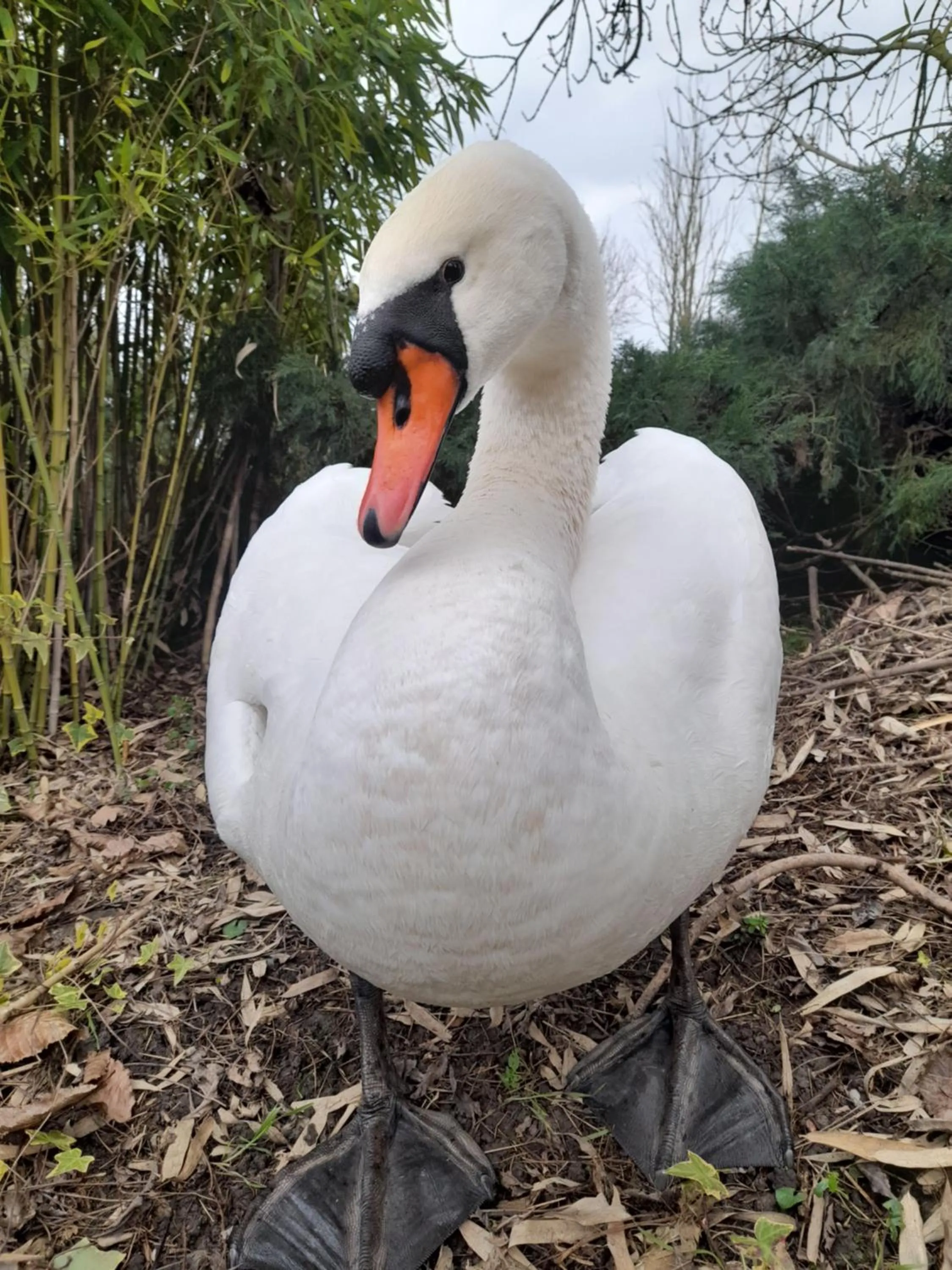 B&B Villa dei Cigni Reali