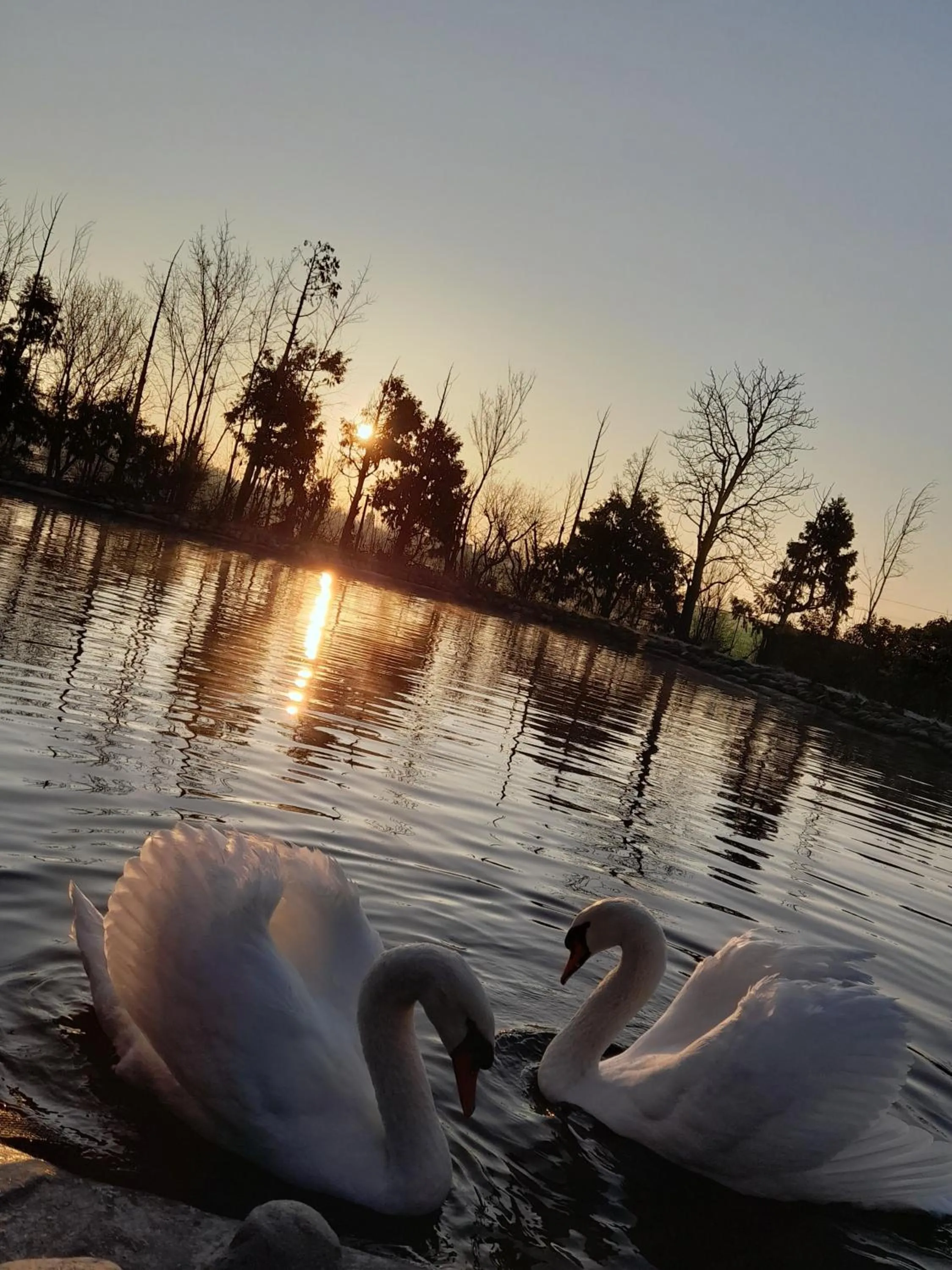 Animals in B&B Villa dei Cigni Reali