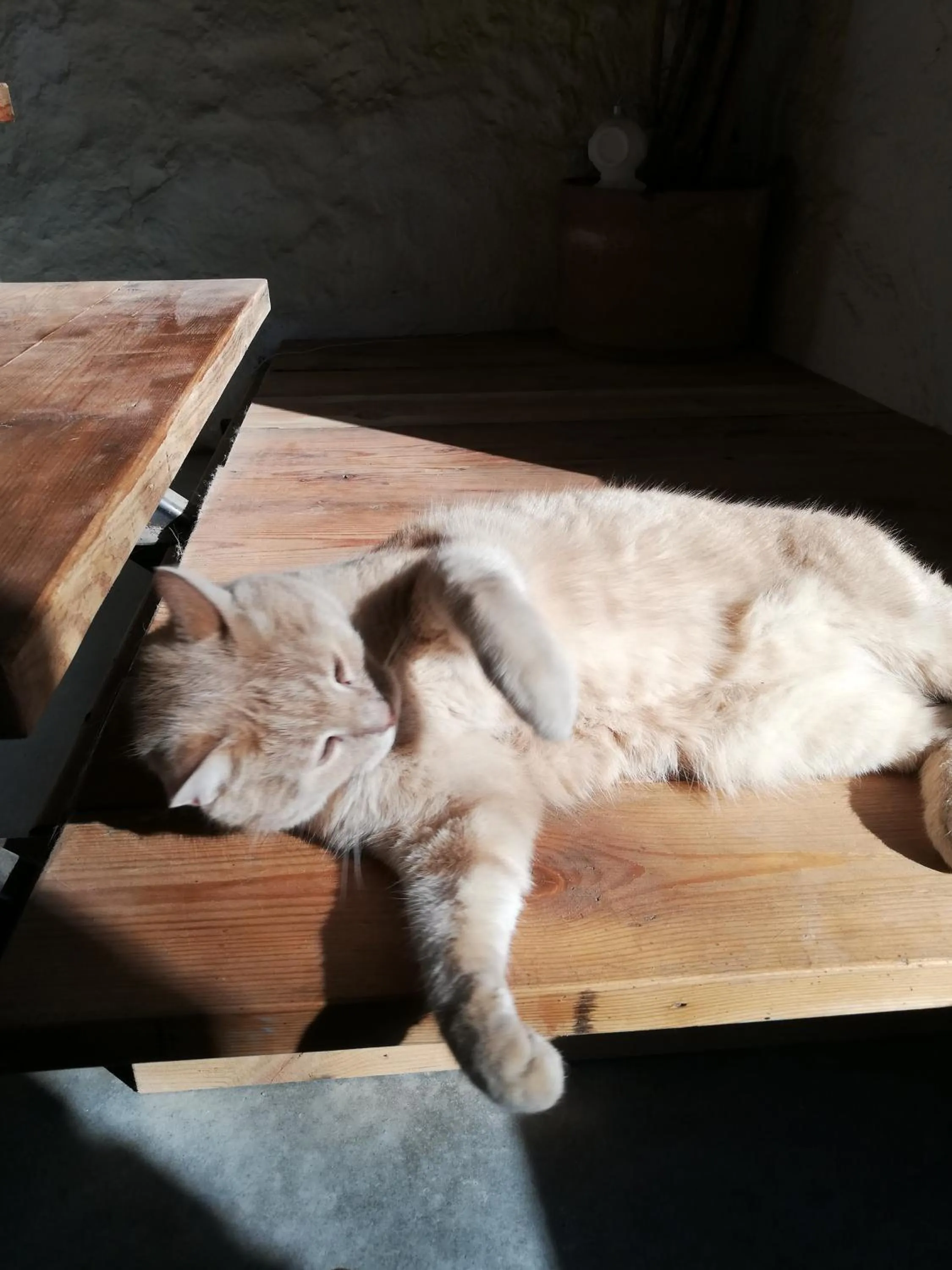 Animals in Mas Del Llop Blanc - Dog friendly Hostal Rural - B&B