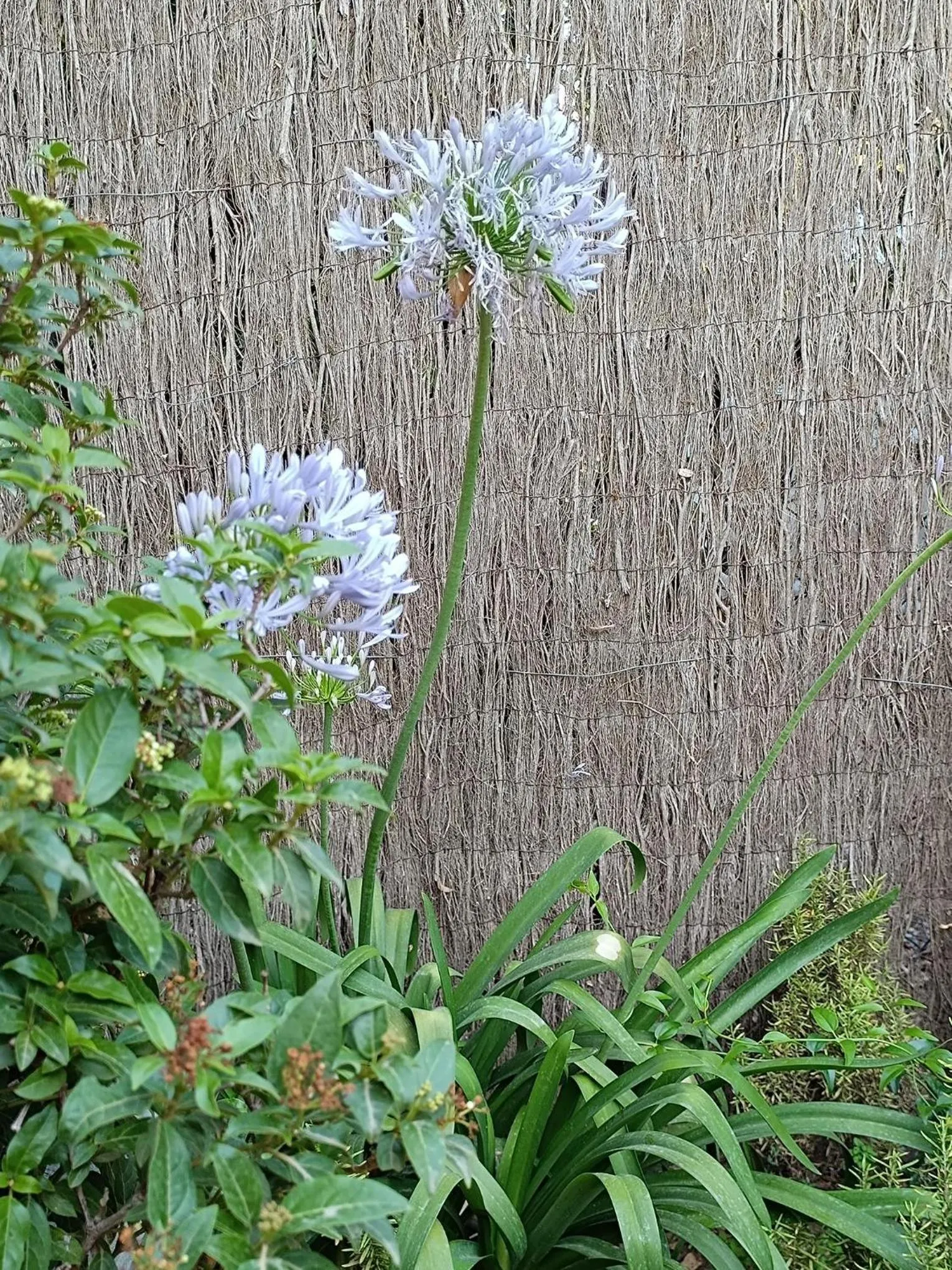 Mas Del Llop Blanc - Dog friendly Hostal Rural - B&B