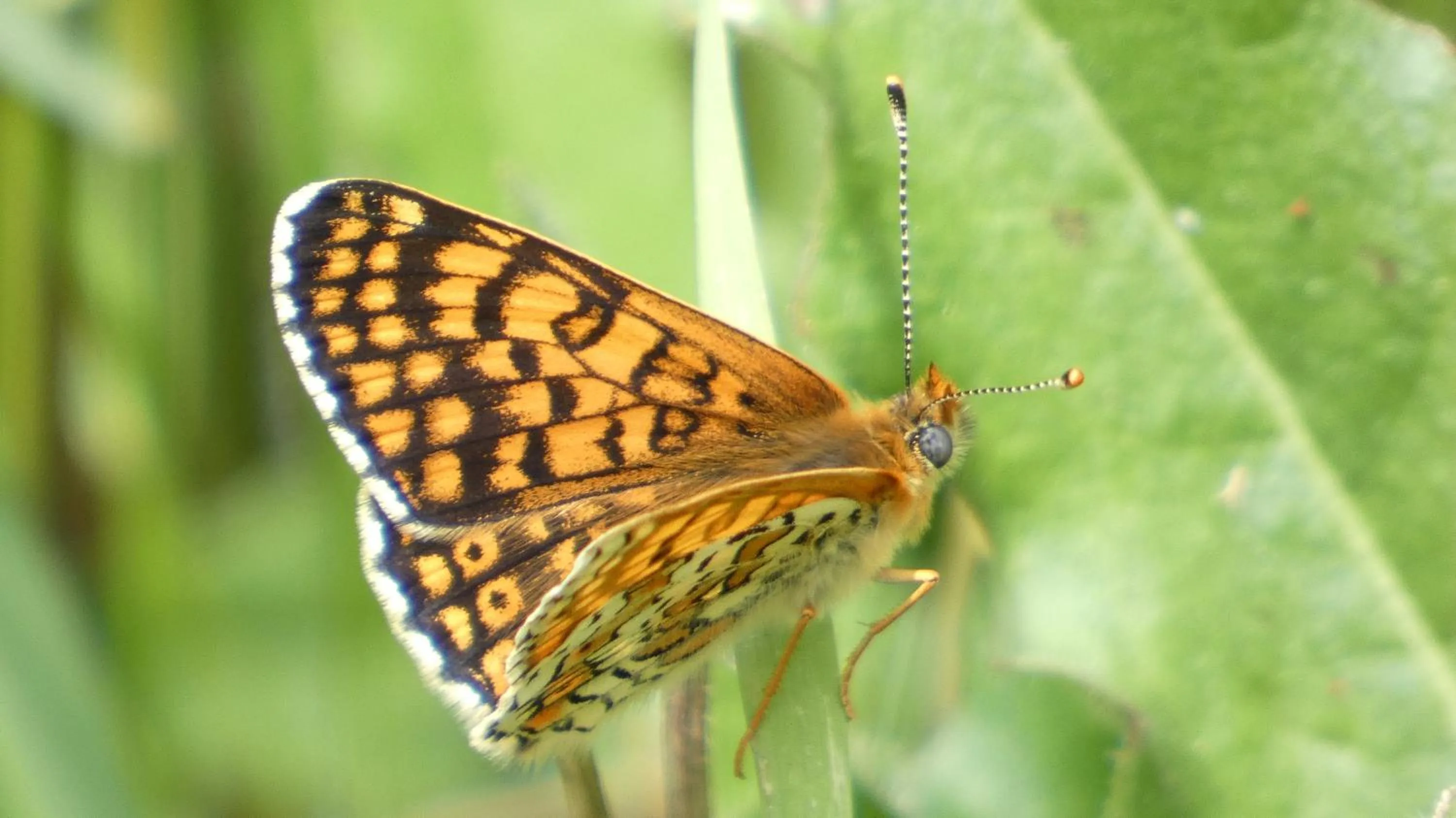 Natural landscape in Les Chalets d'Argentouleau