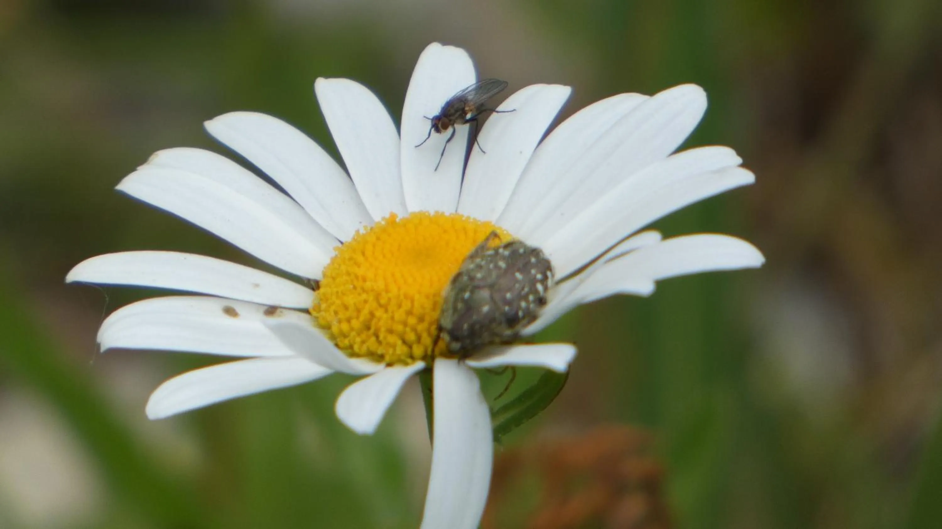 Spring in Les Chalets d'Argentouleau