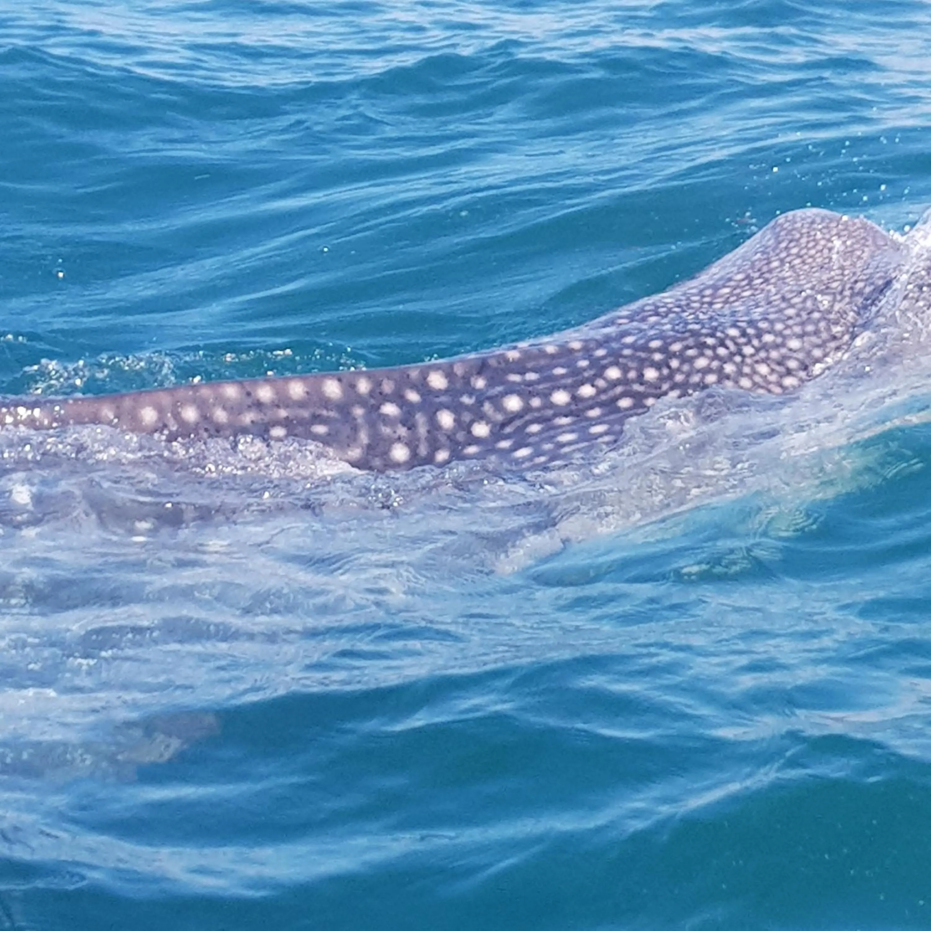 Juani beach bungalows