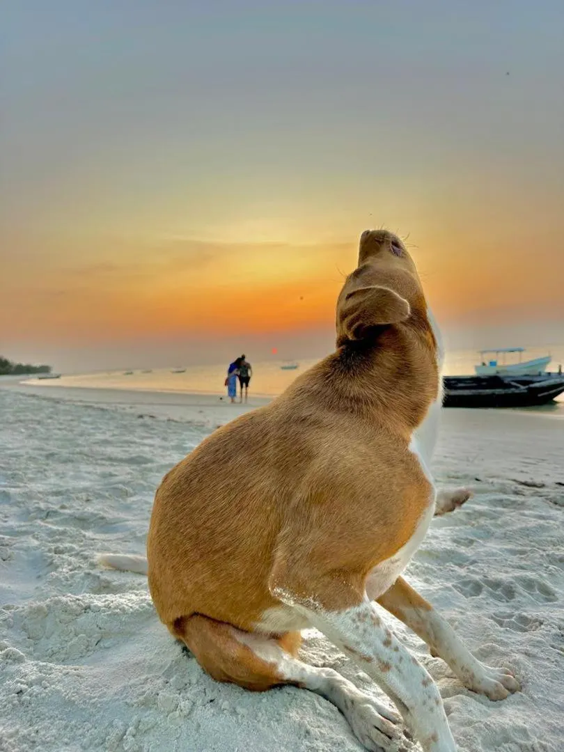 Juani beach bungalows