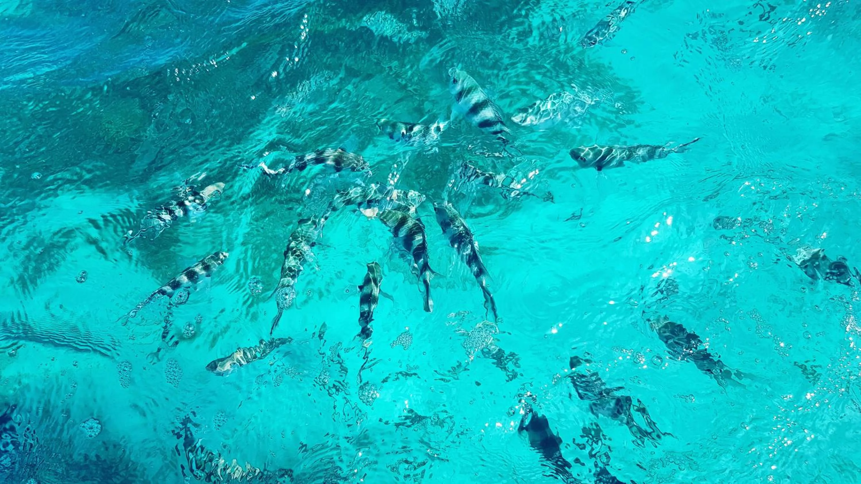 Juani beach bungalows